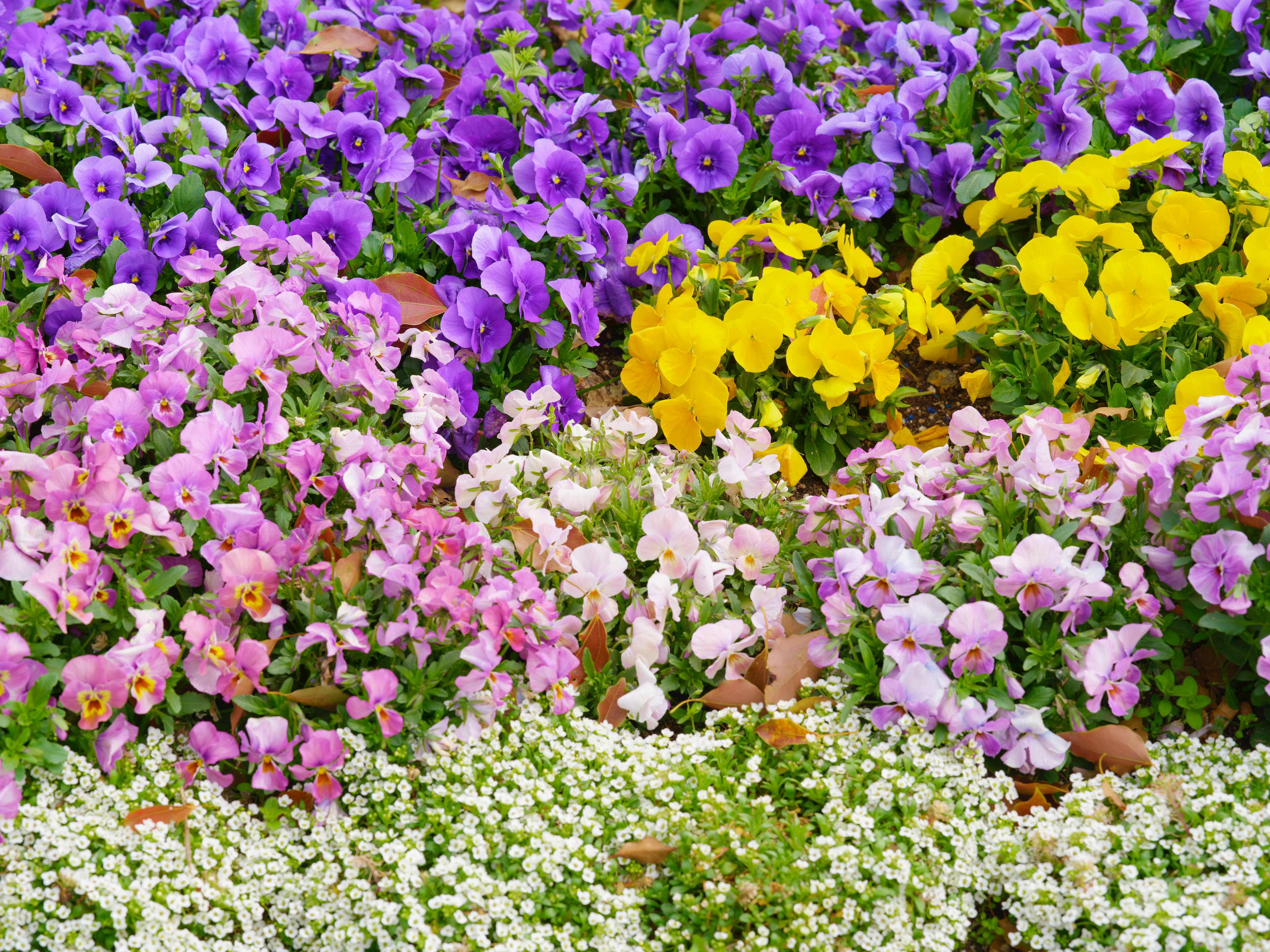 Fleurs colorées en pleine floraison dans un jardin