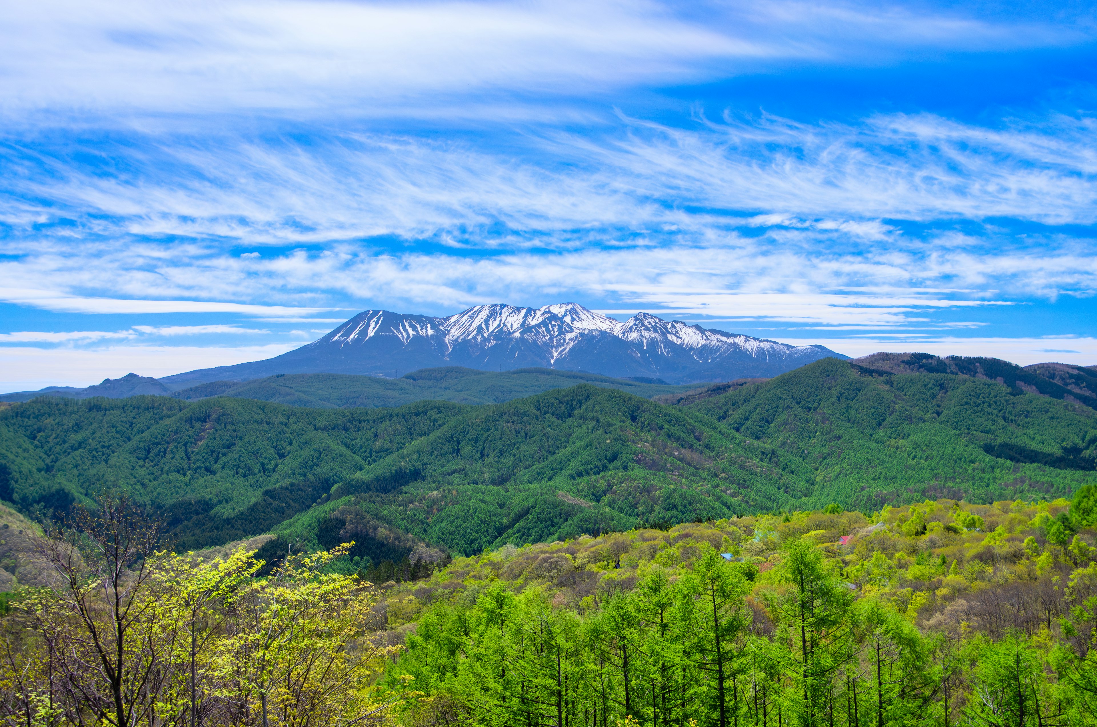 郁郁蔥蔥的綠色景觀與藍天下的雪山