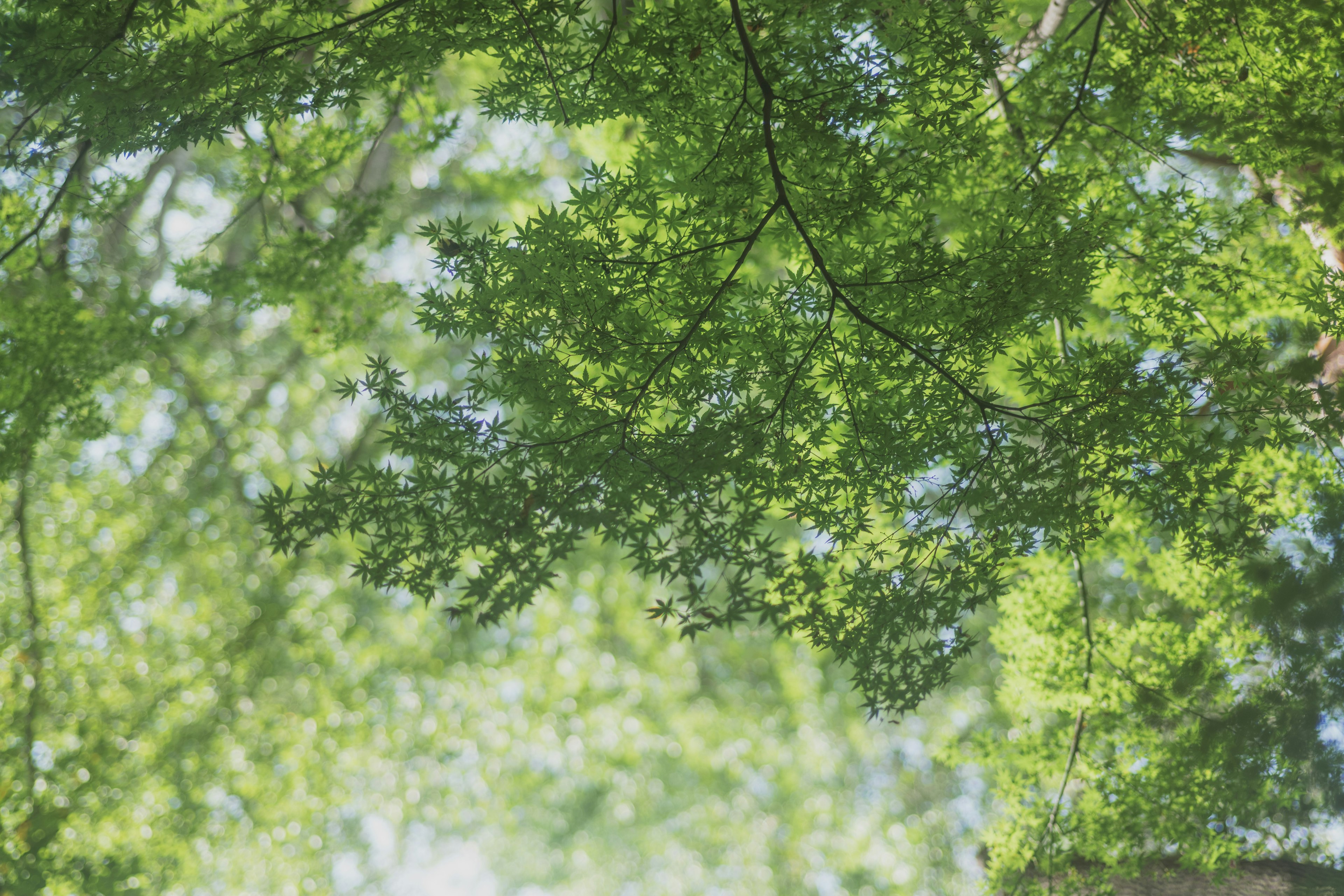 Lush green leaves of trees creating a serene canopy