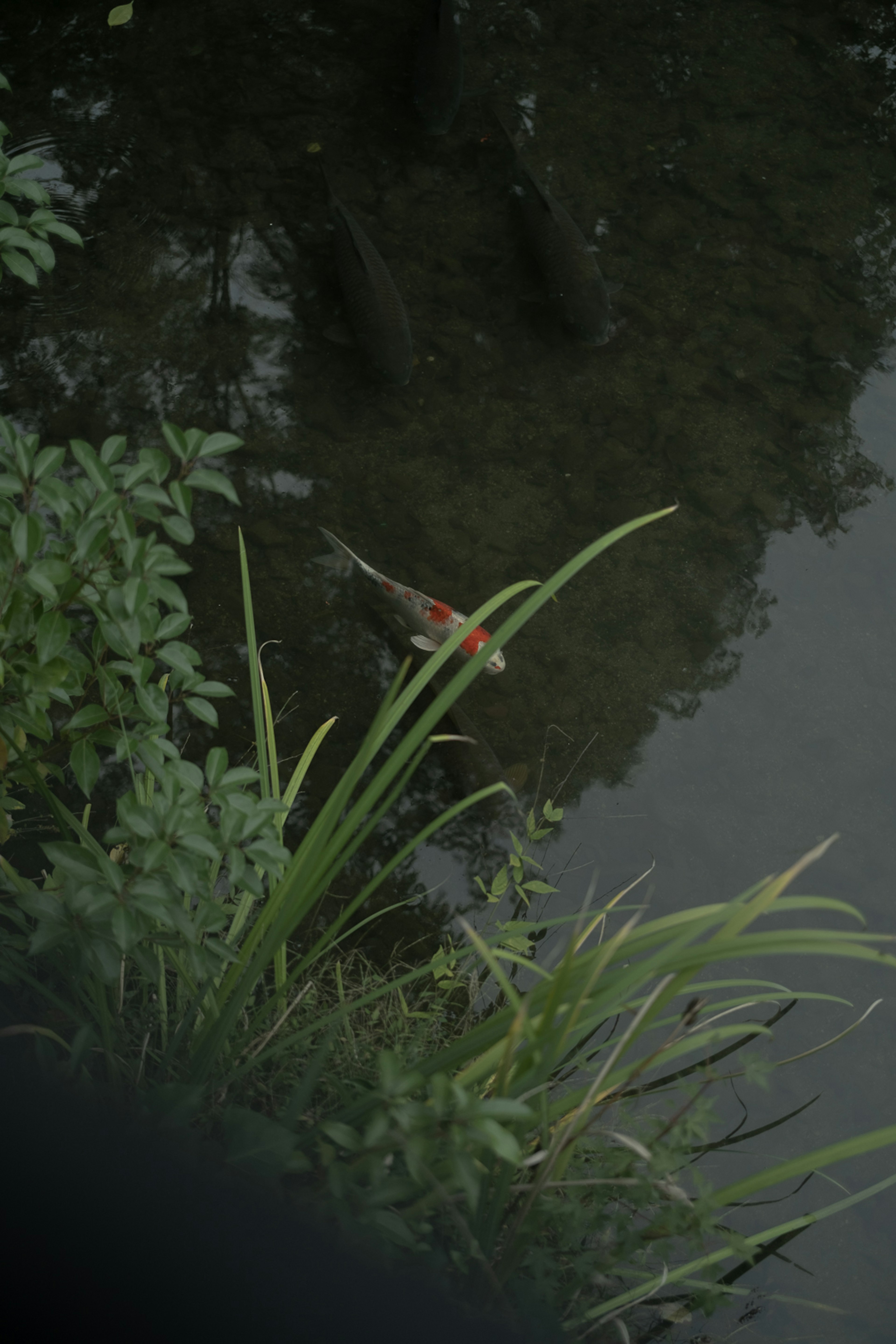 Poisson rouge près de la surface de l'eau avec de l'herbe verte