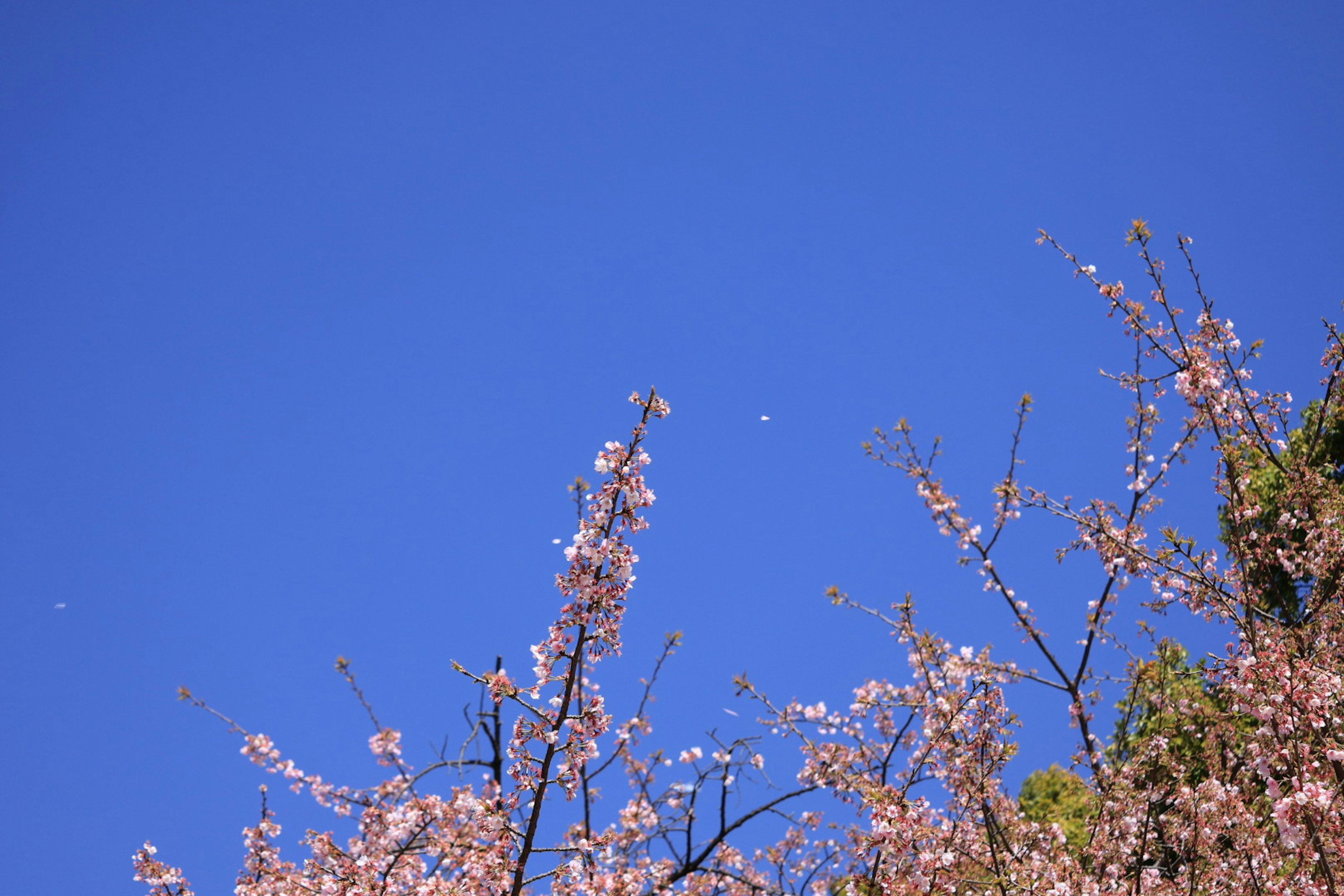 Branches of cherry blossoms against a clear blue sky