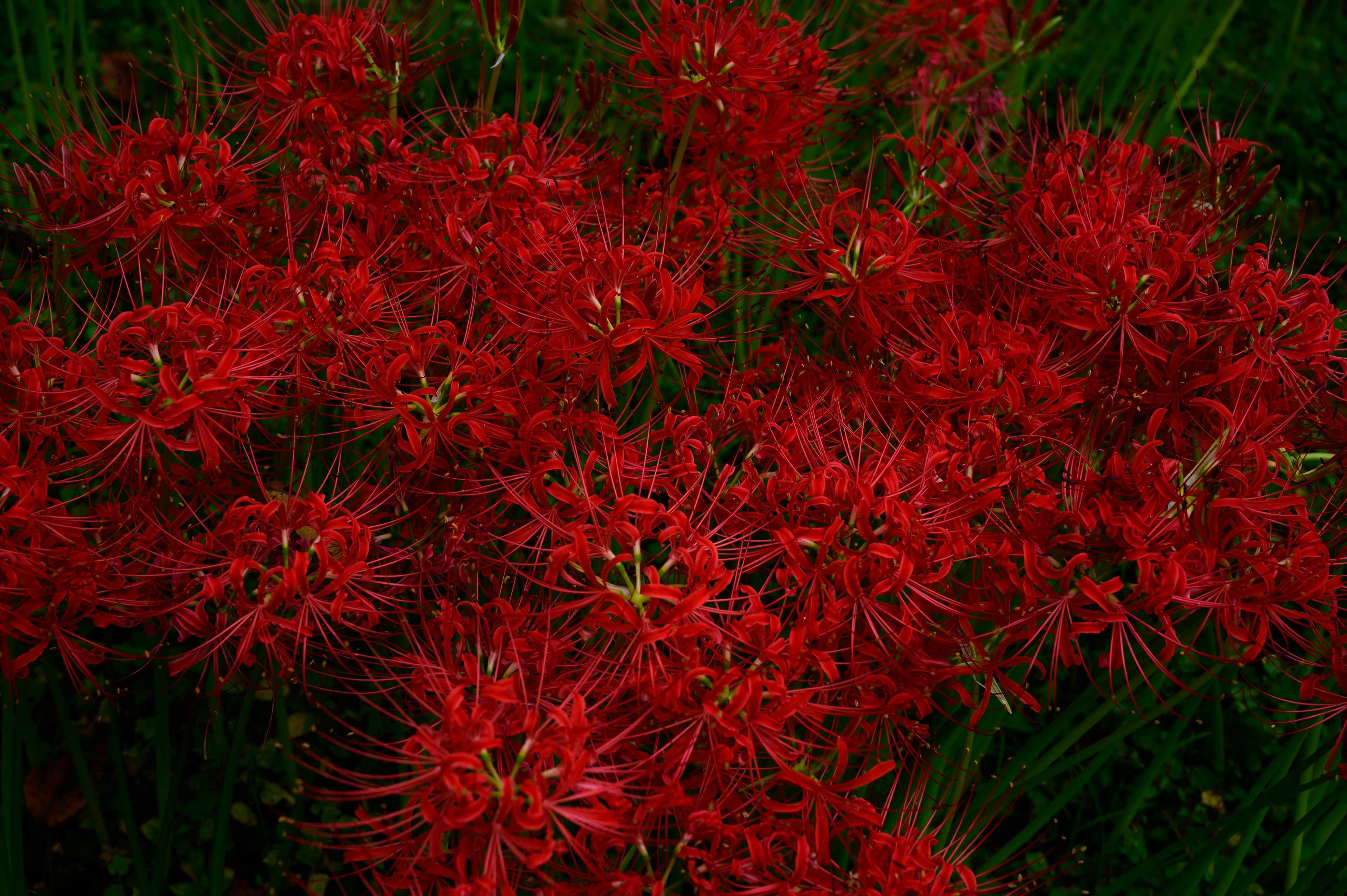 Vibrante gruppo di gigli ragno rossi in fiore