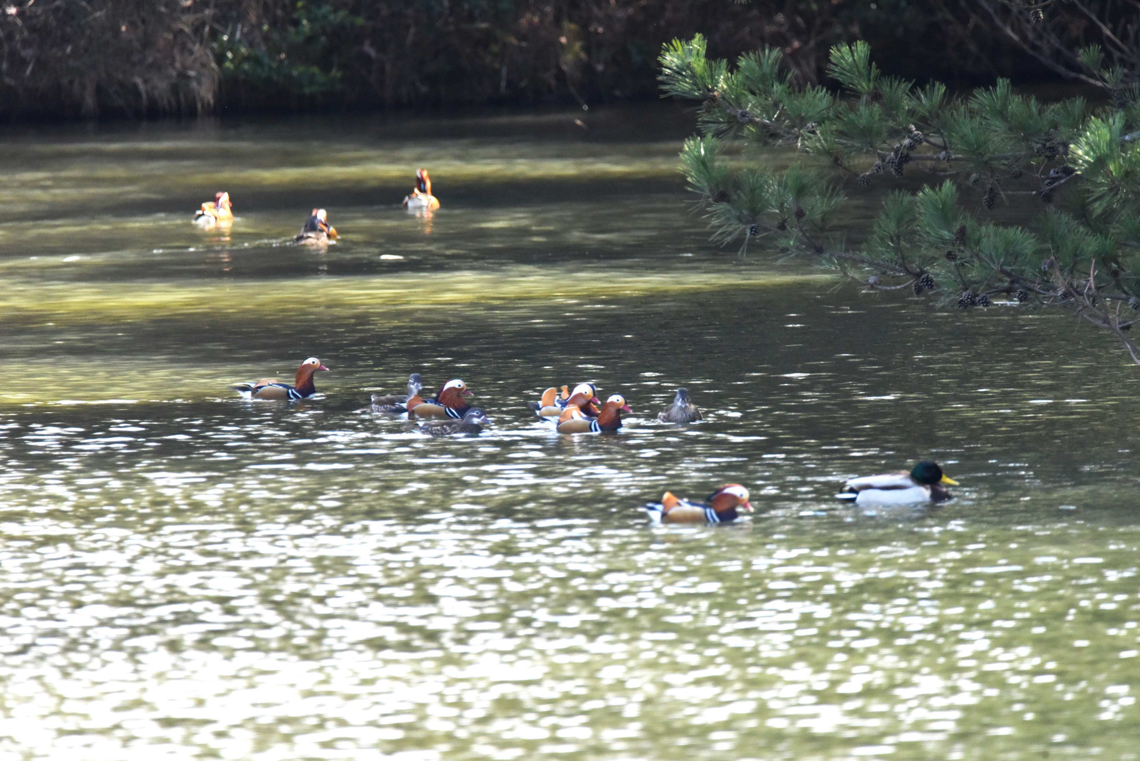 A group of ducks swimming in a pond surrounded by greenery