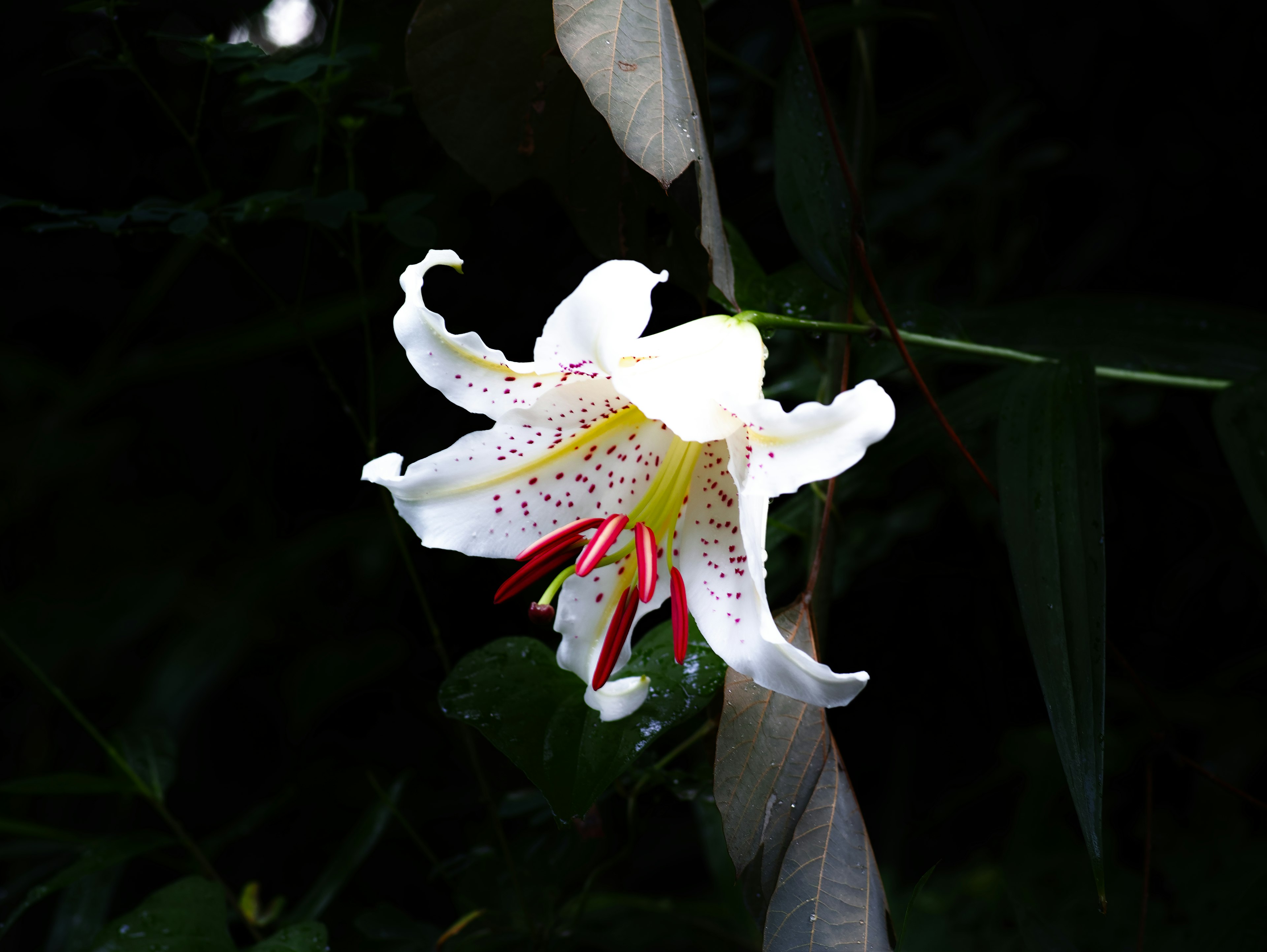 Sebuah bunga lily putih menonjol di latar belakang gelap