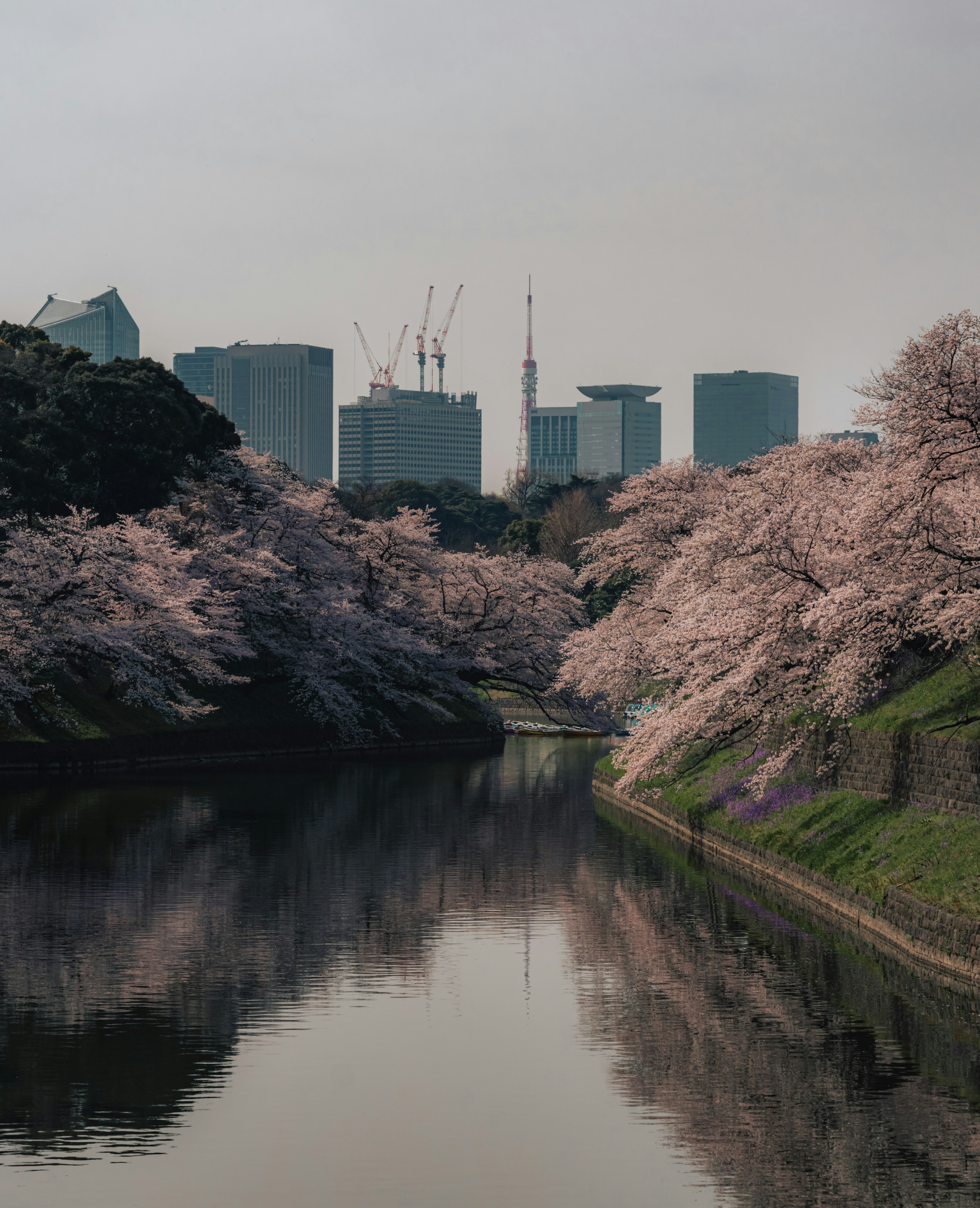 桜の木が並ぶ川と東京のビル群の風景