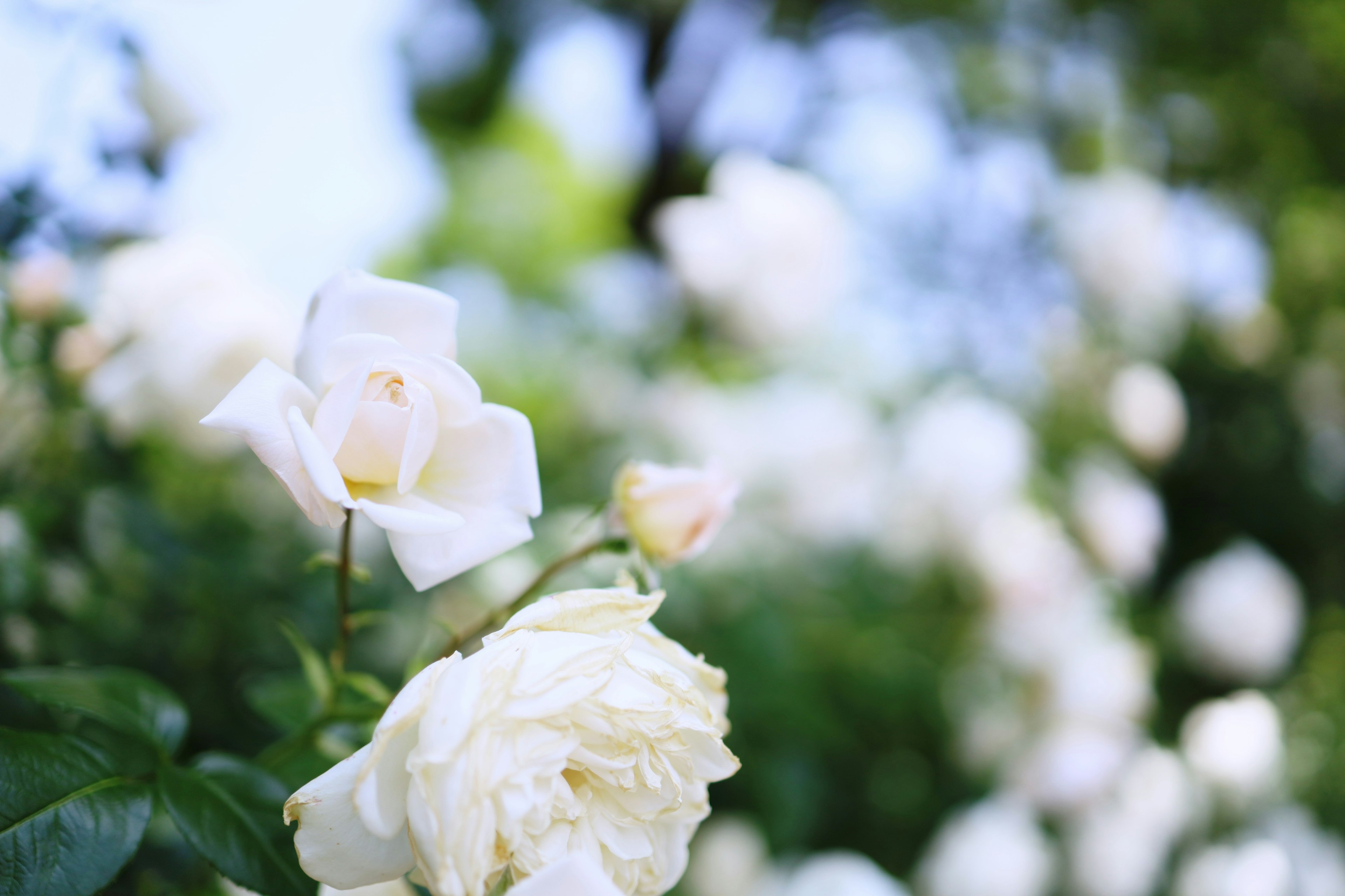 A garden with blooming white roses featuring a blurred background