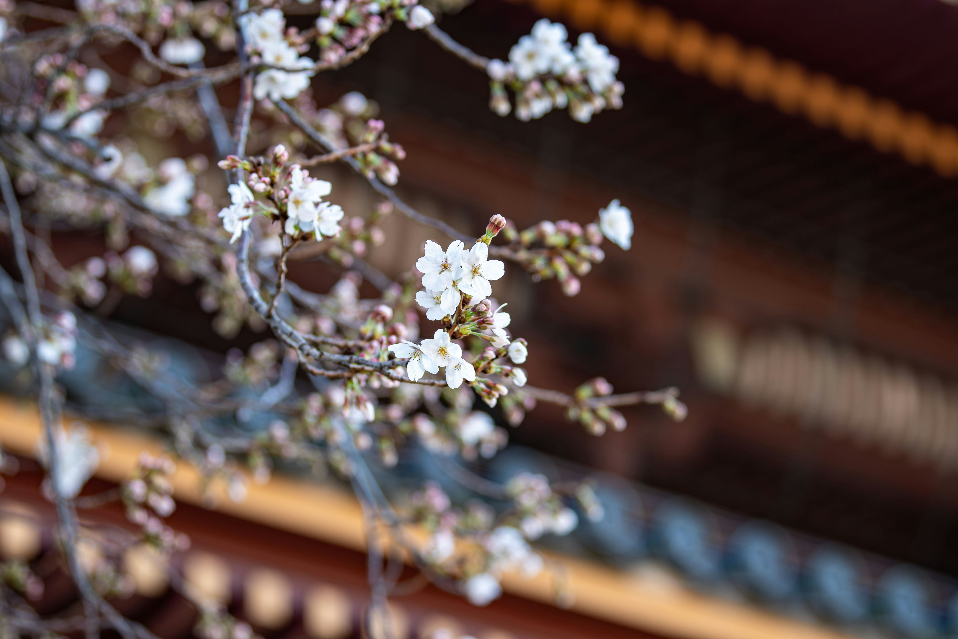 白い花が咲く枝と伝統的な建物の背景