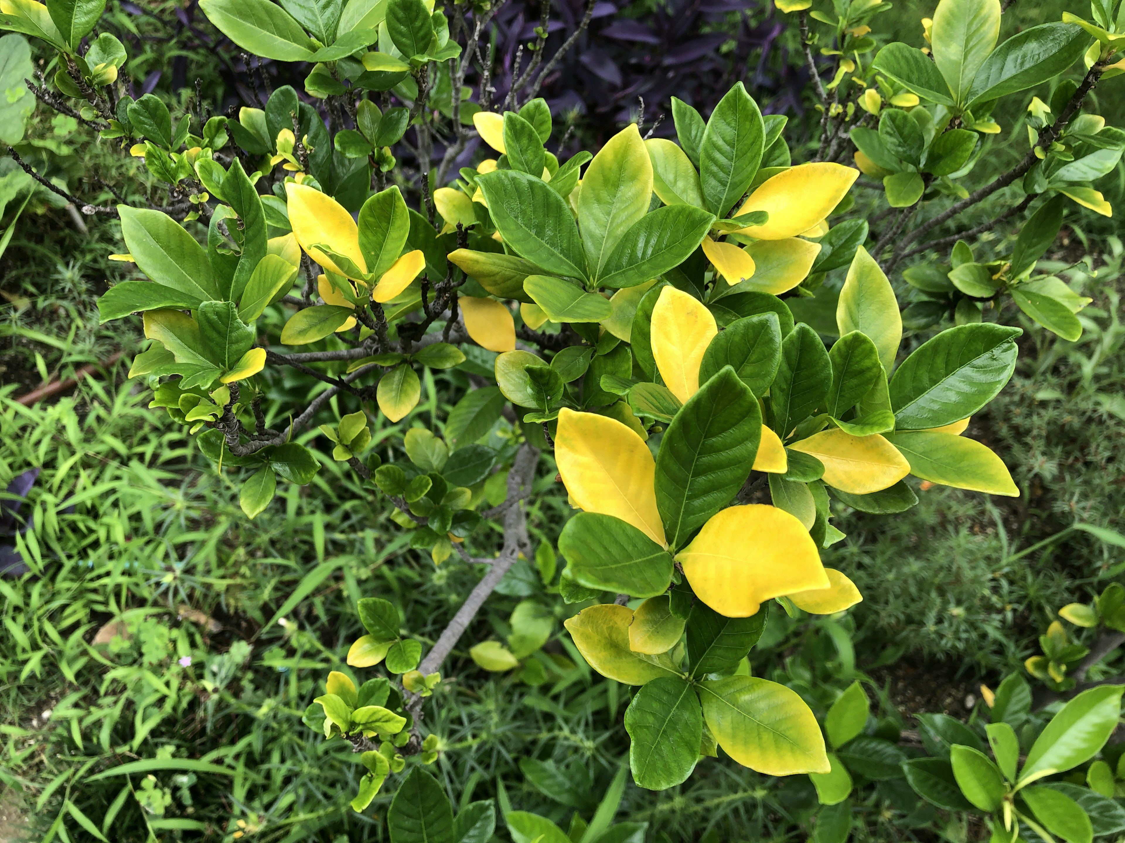 特写绿色和黄色叶子的植物