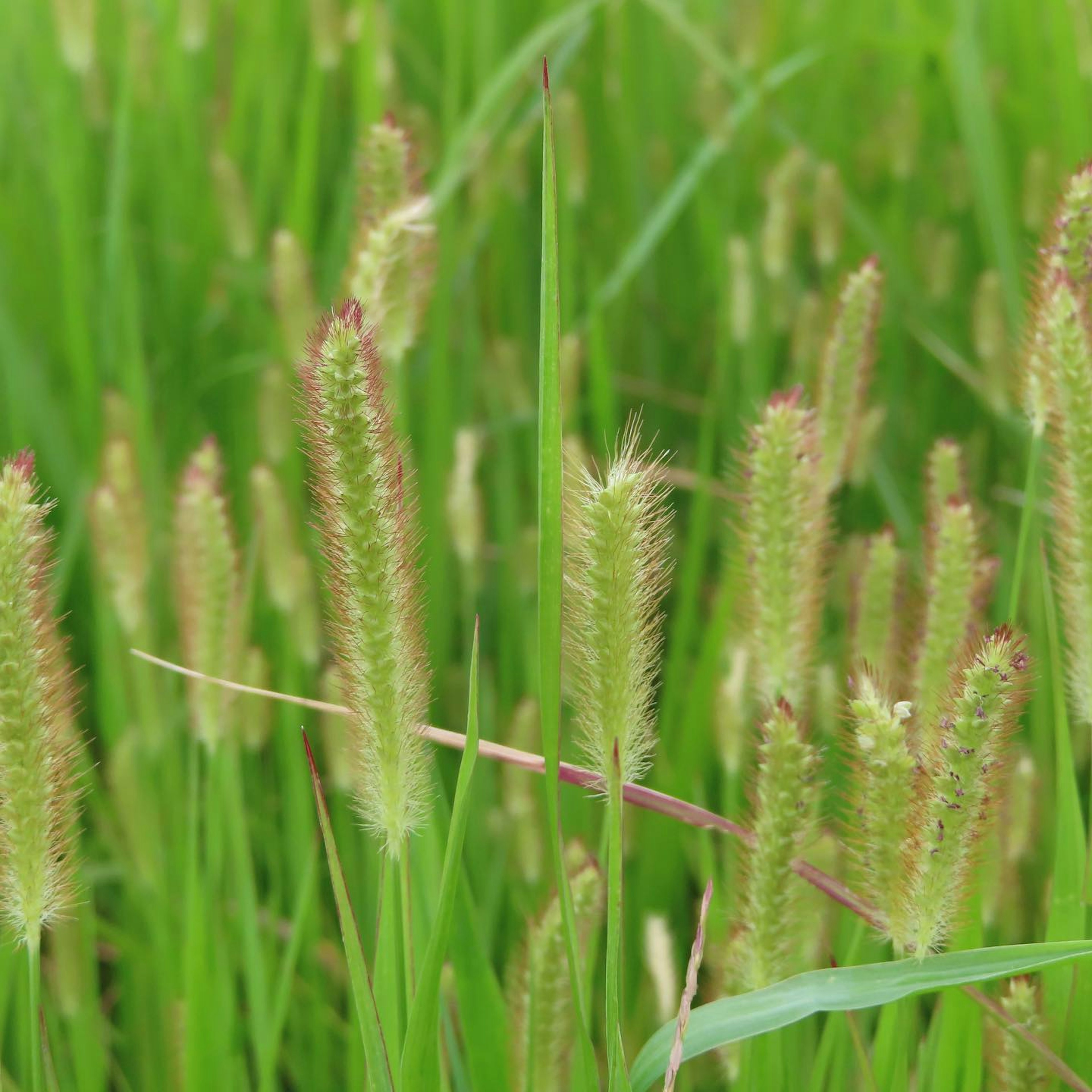 Groupe de plantes herbacées avec des épines vertes duveteuses