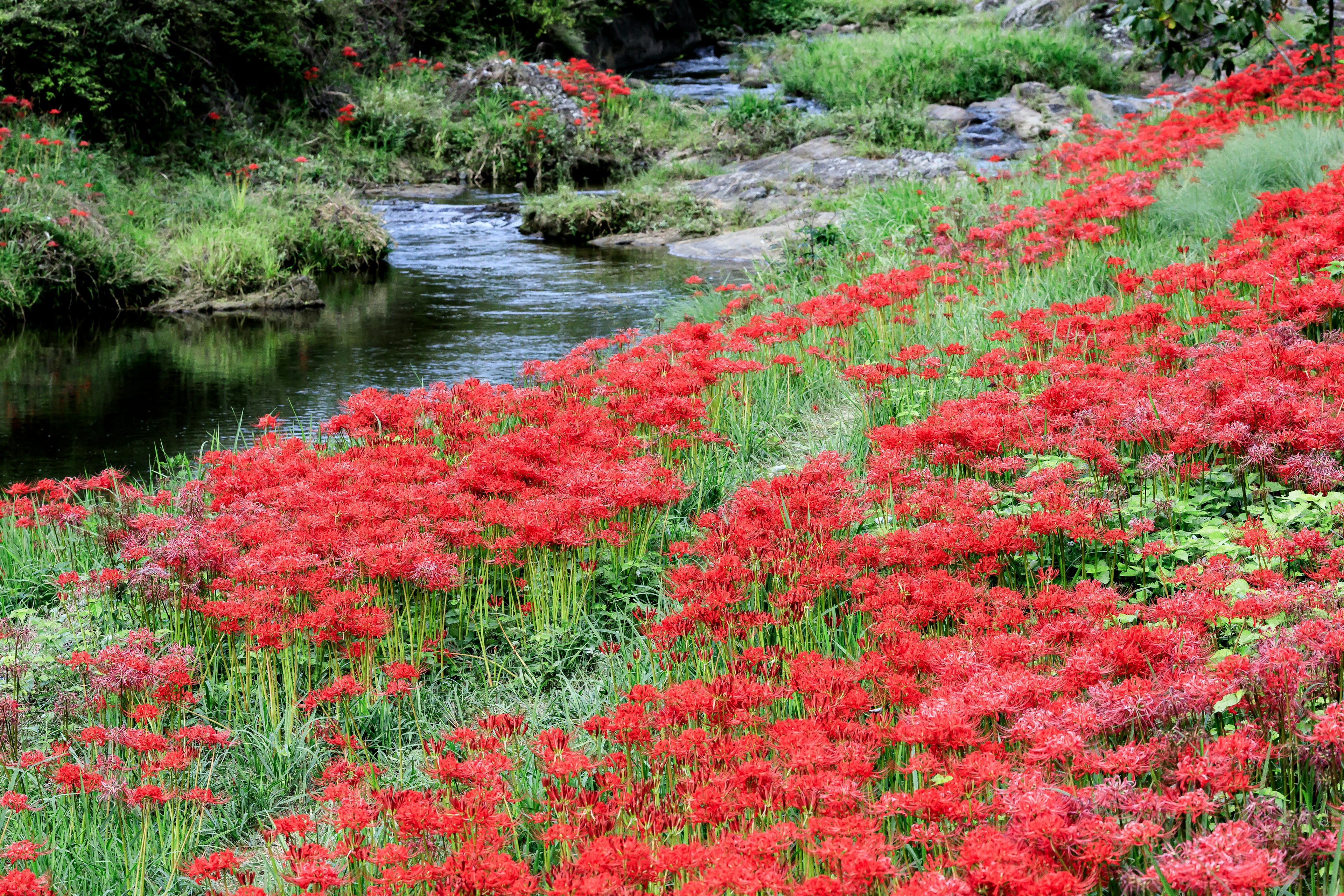 Scenic view of red spider lilies along a river