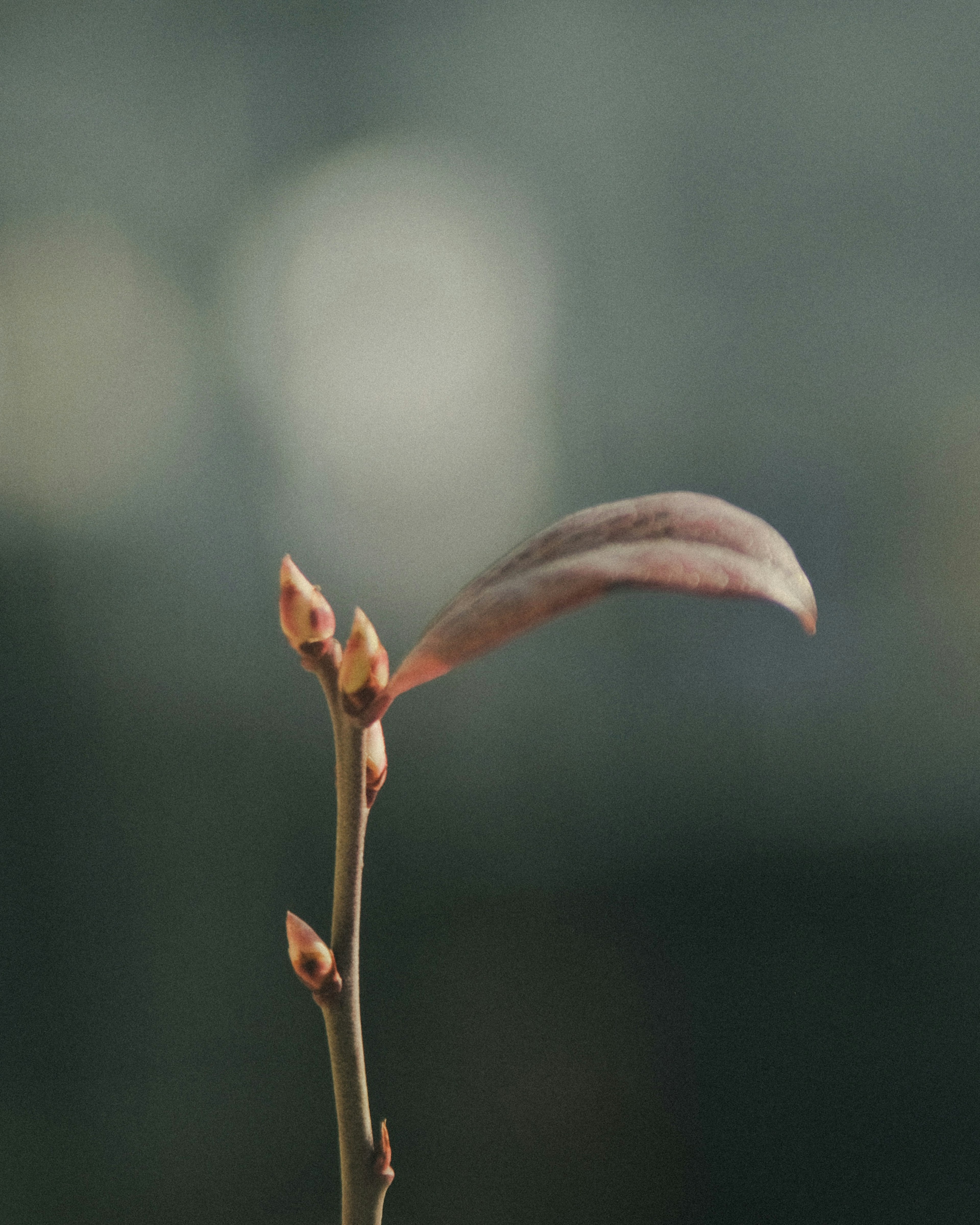 若い芽と葉を持つ植物のクローズアップ画像