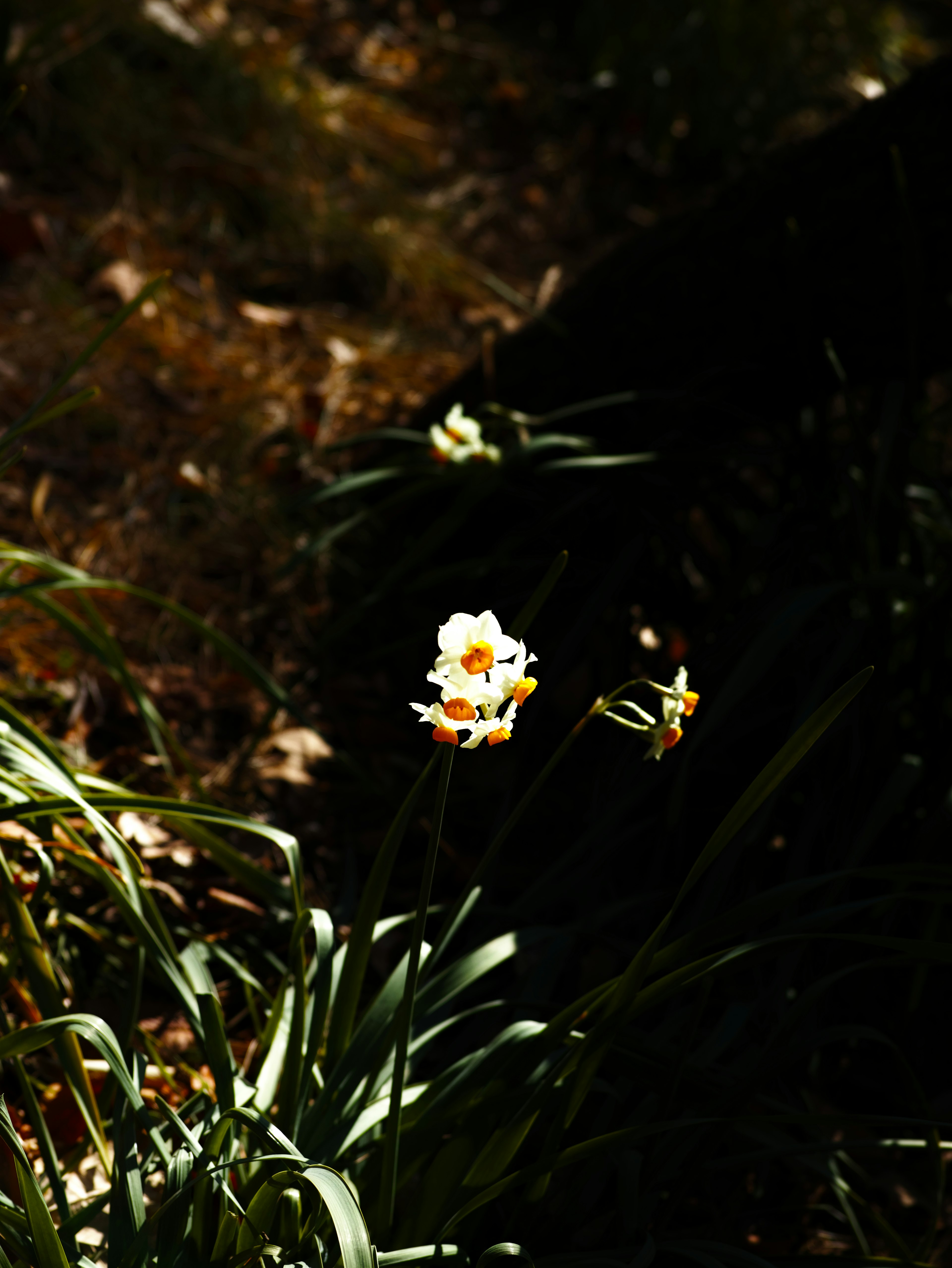 Une fleur blanche se détache sur un fond sombre