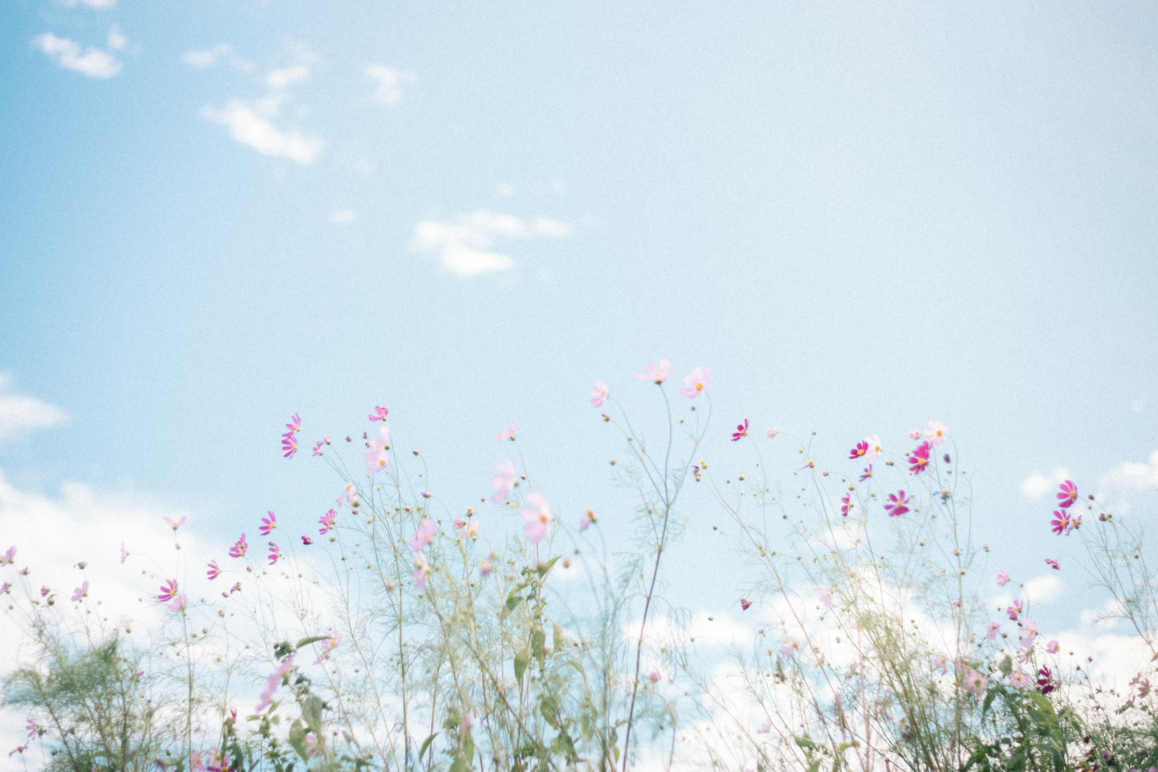 Ein Feld mit rosa Blumen unter einem klaren blauen Himmel