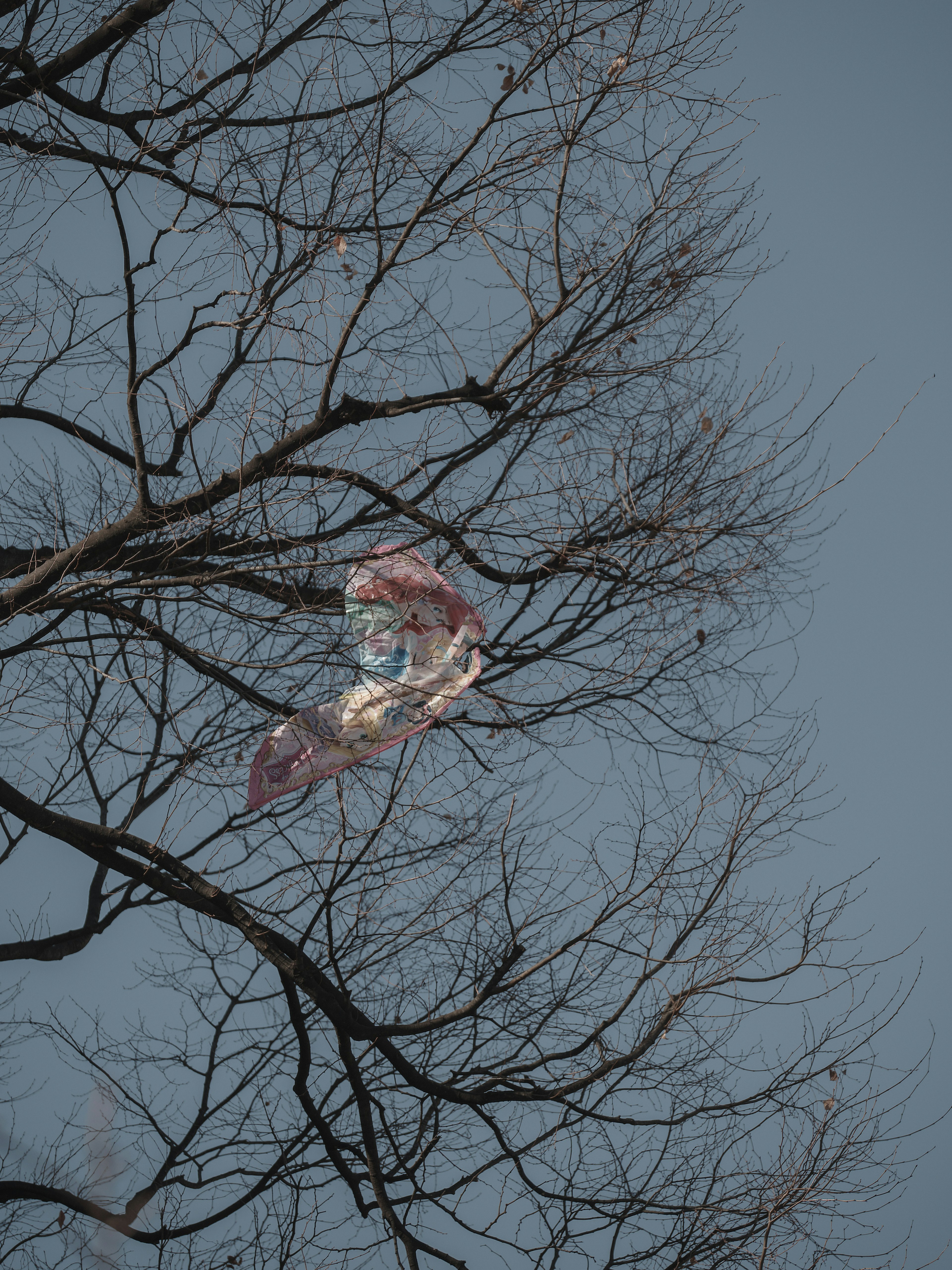 Colorful balloon caught in a tree branch with bare winter trees