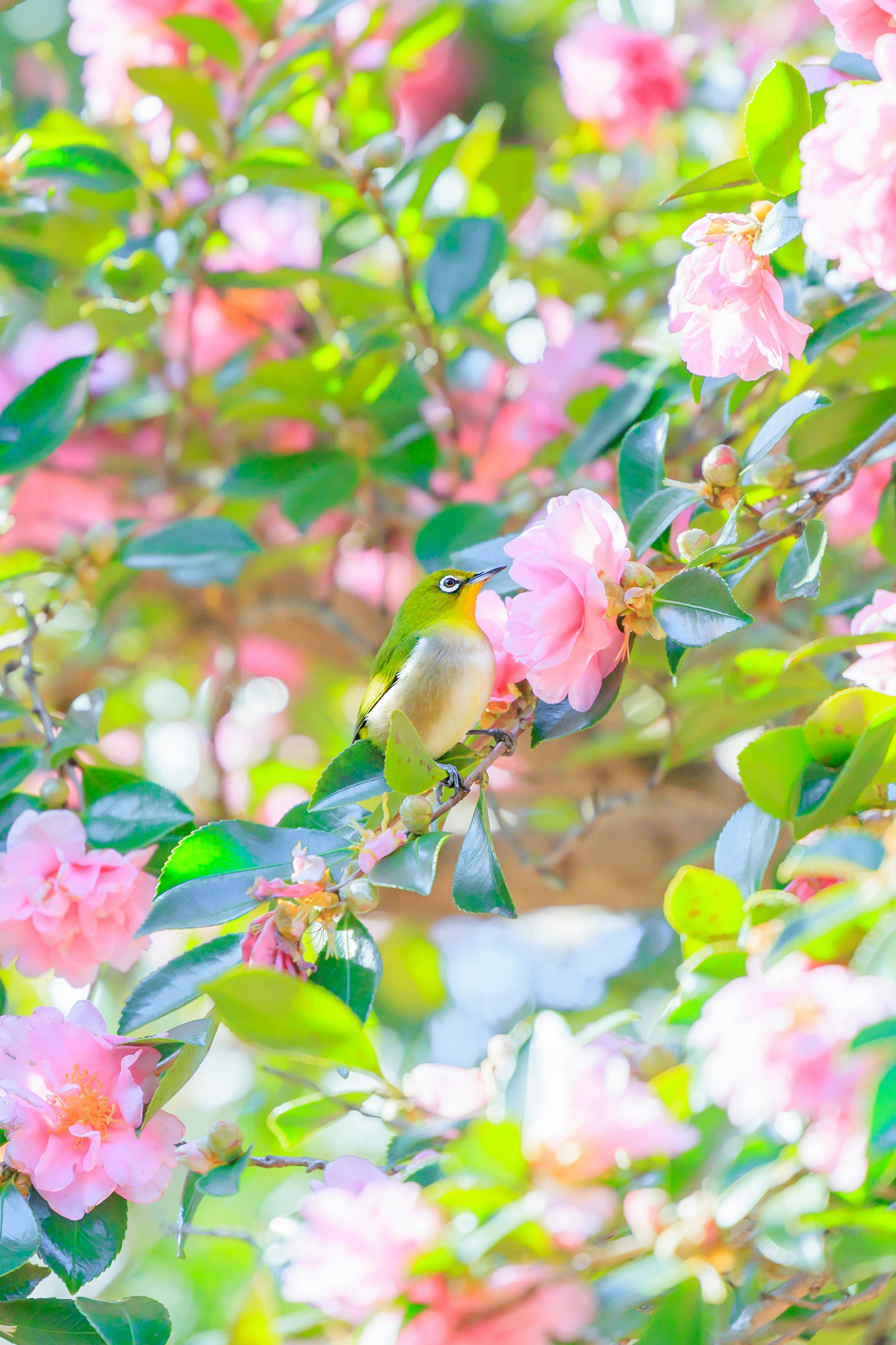 花の間に止まっている小鳥の鮮やかな画像