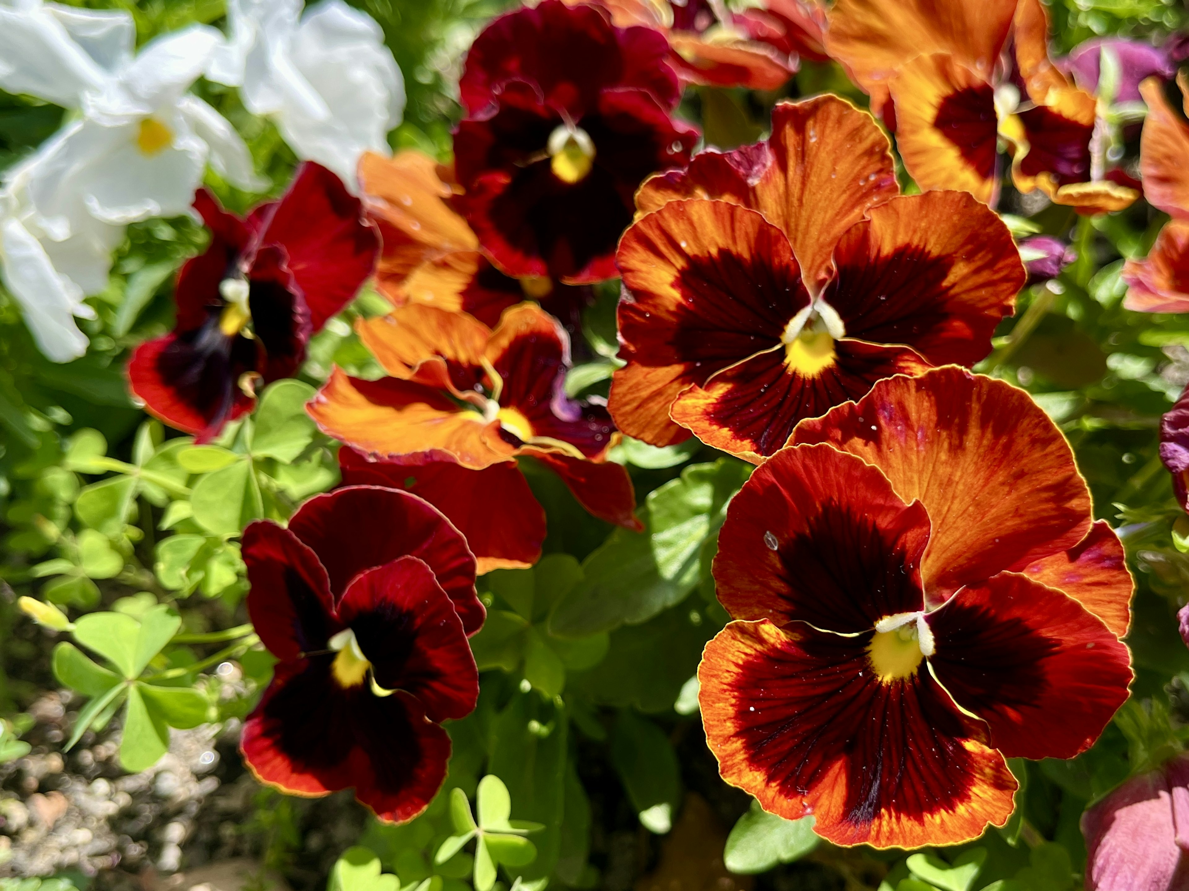 Gros plan de pensées orange et rouge vives fleurissant dans un jardin