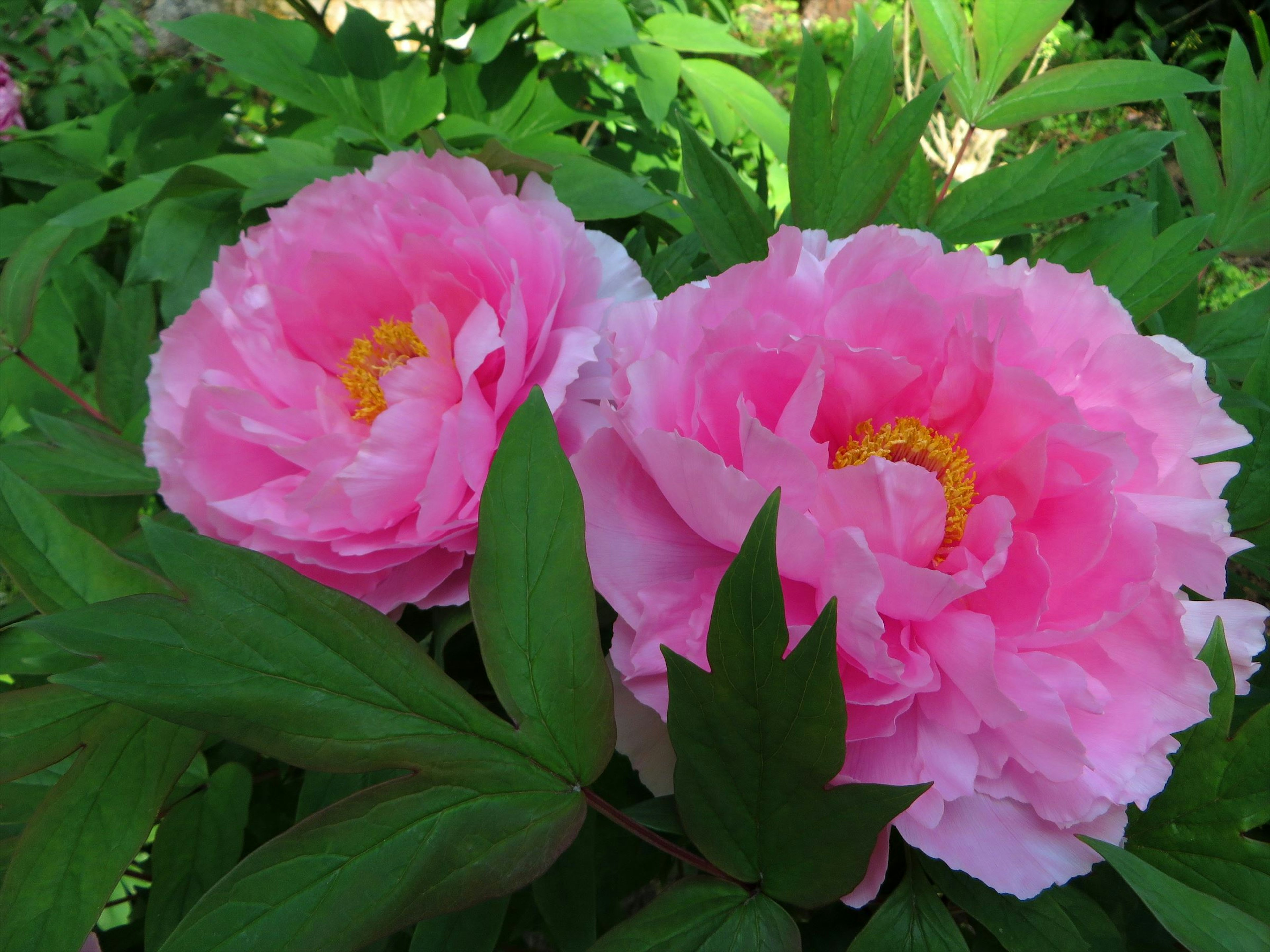 ピンクの芍薬の花が緑の葉に囲まれて咲いている