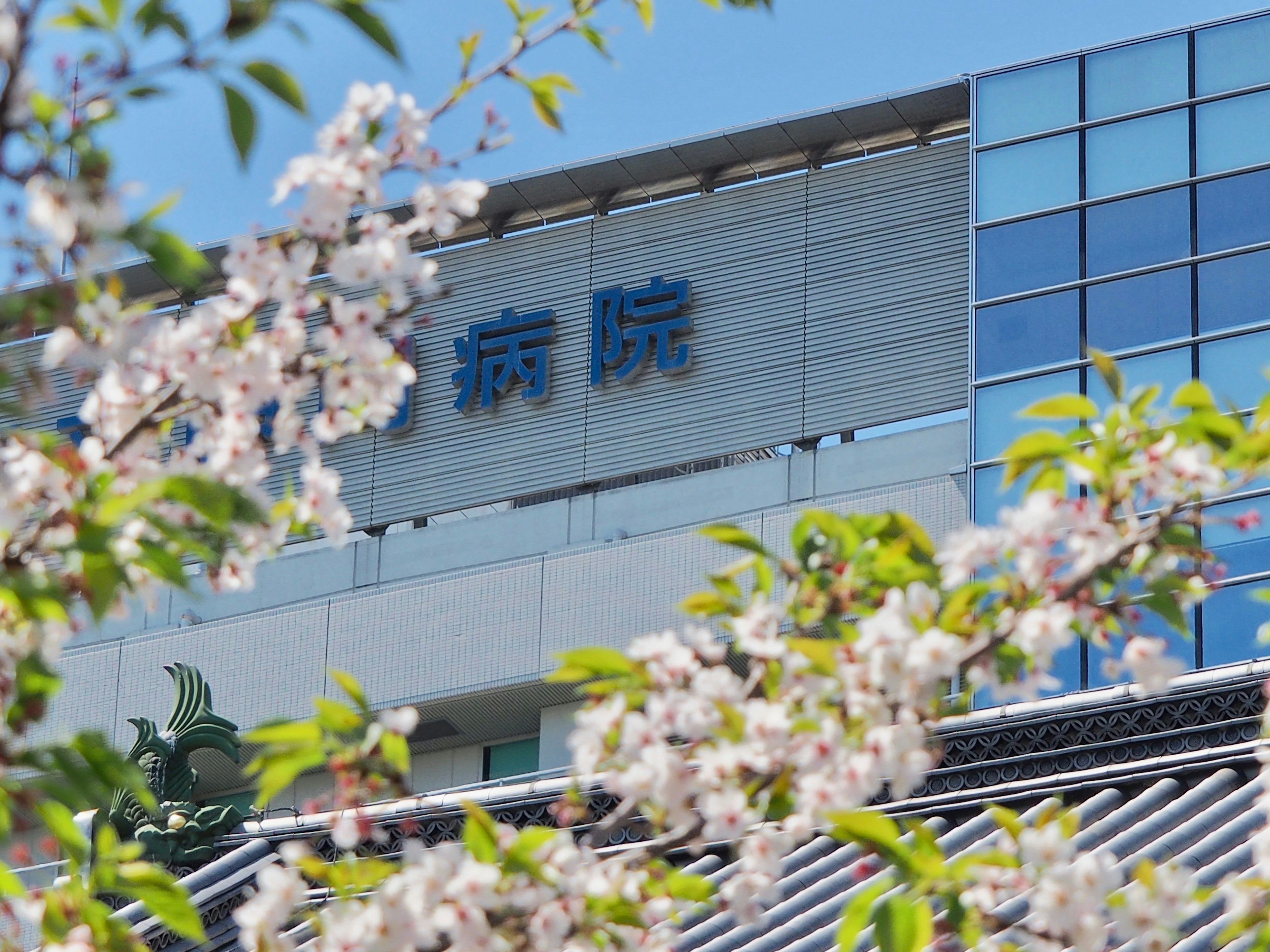 Bangunan rumah sakit dengan bunga sakura di latar depan