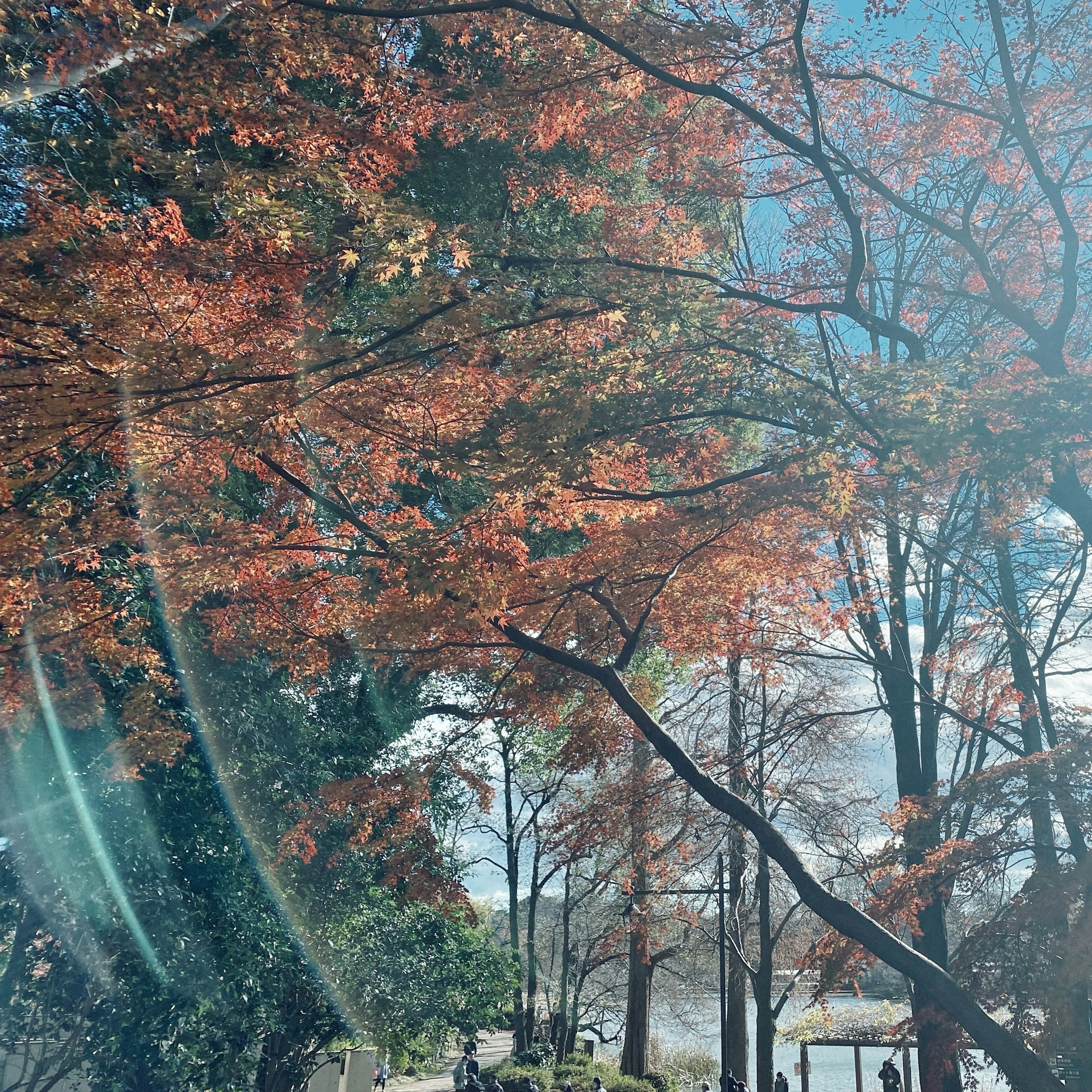 Scenic view of a park with vibrant autumn foliage