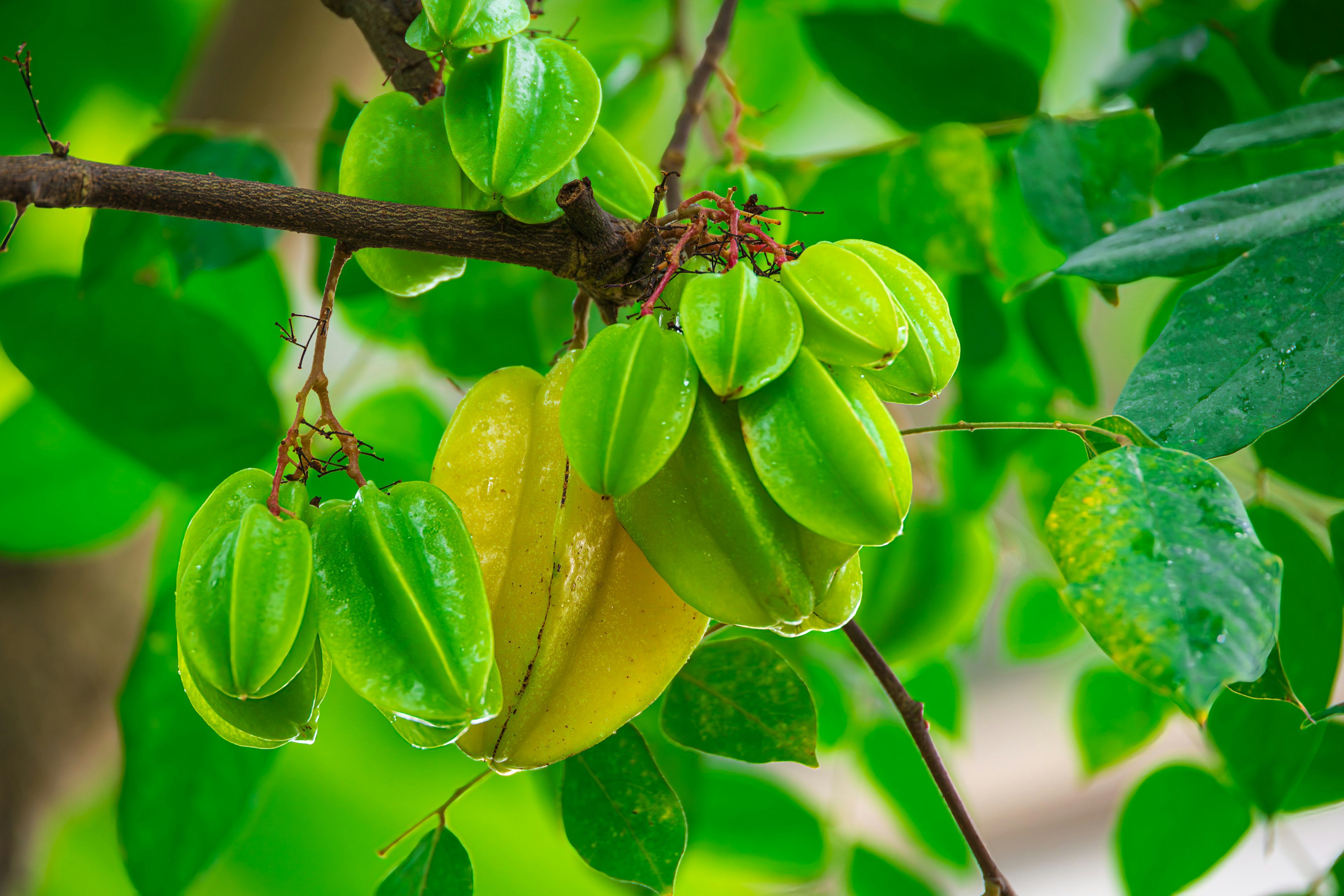 Racimo de frutas en forma de estrella entre hojas verdes