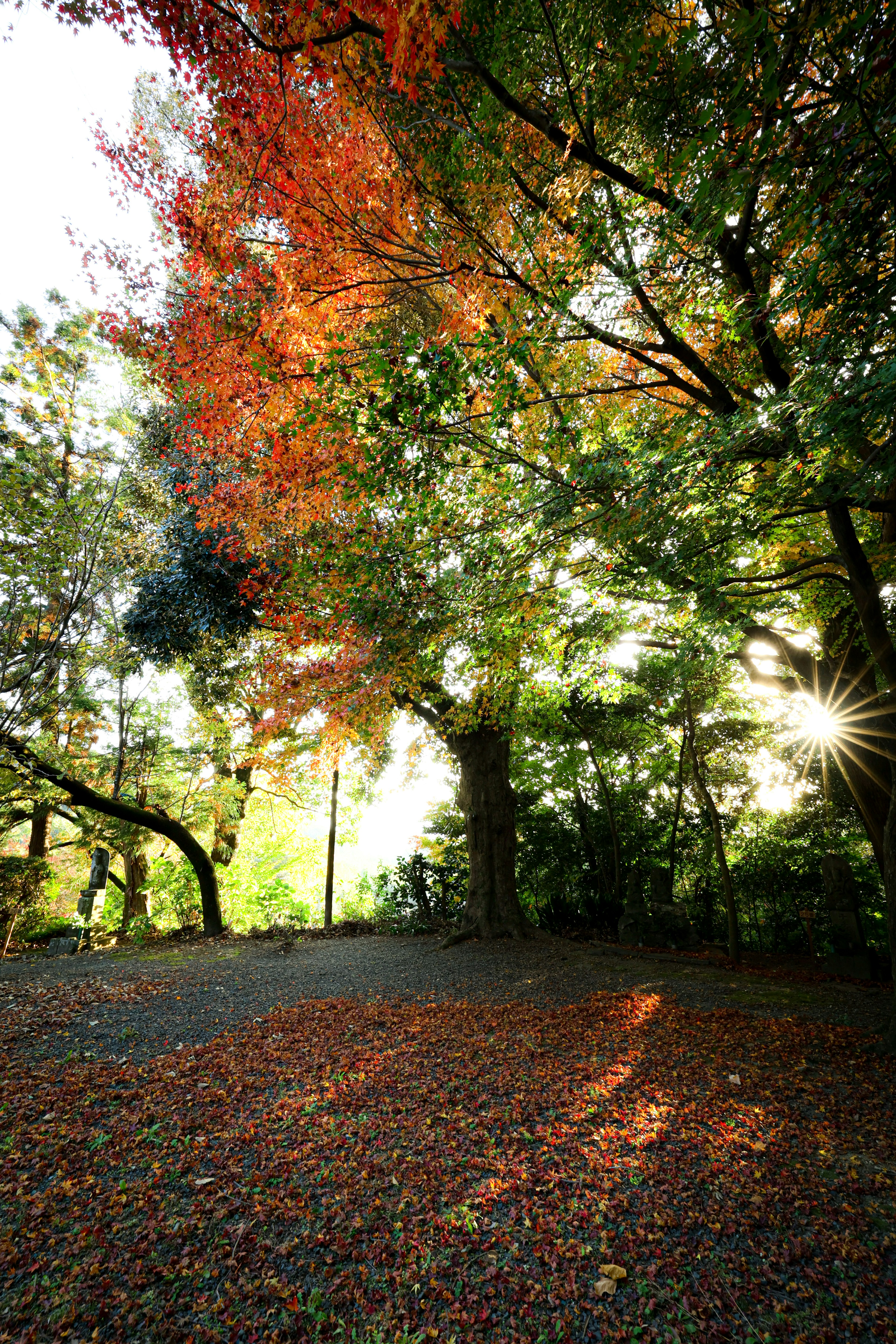 A serene landscape featuring autumn foliage and green trees with soft sunlight filtering through