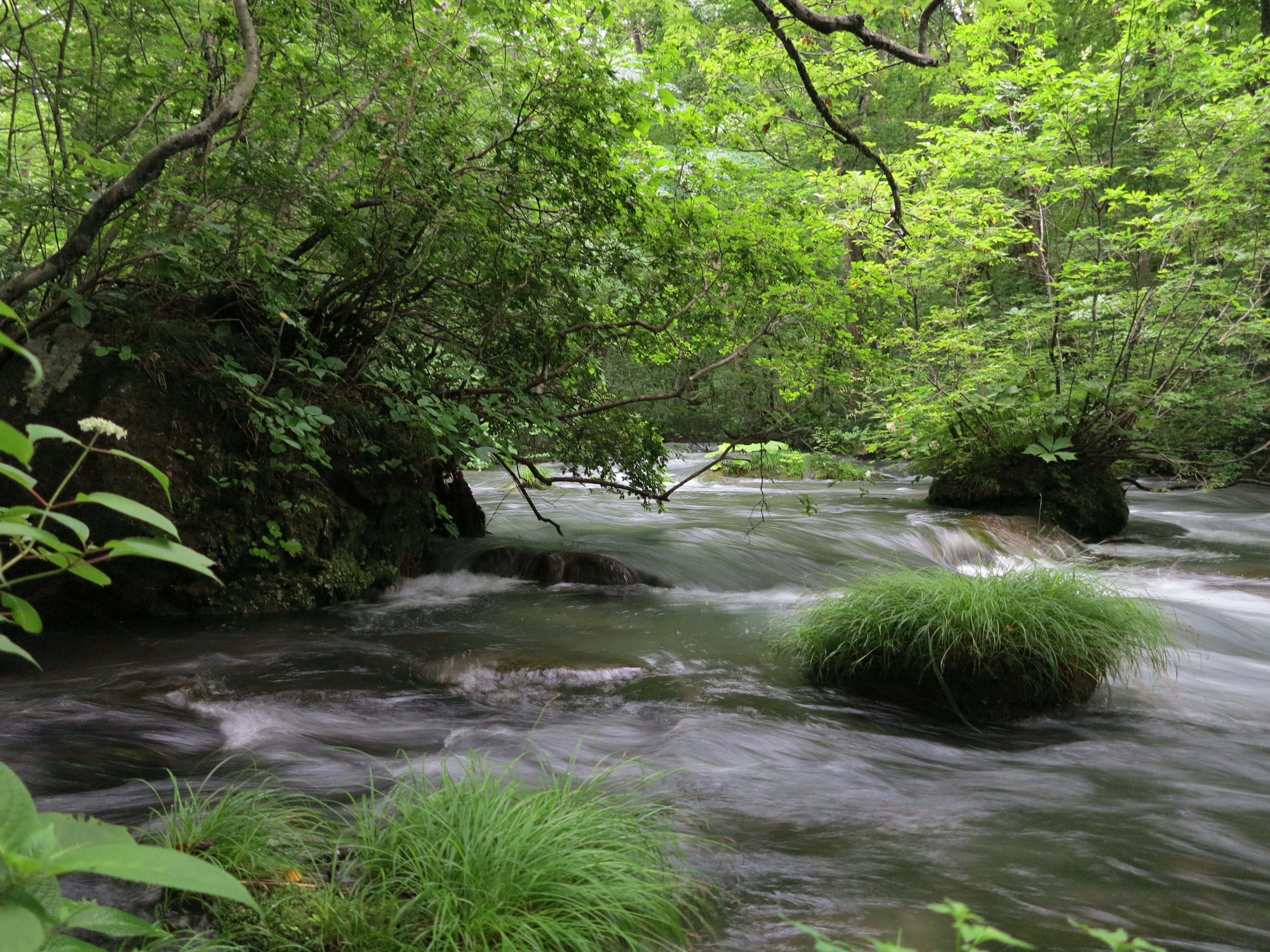 Ein ruhiger Bach fließt durch einen üppigen grünen Wald mit Grasbüscheln und Steinen