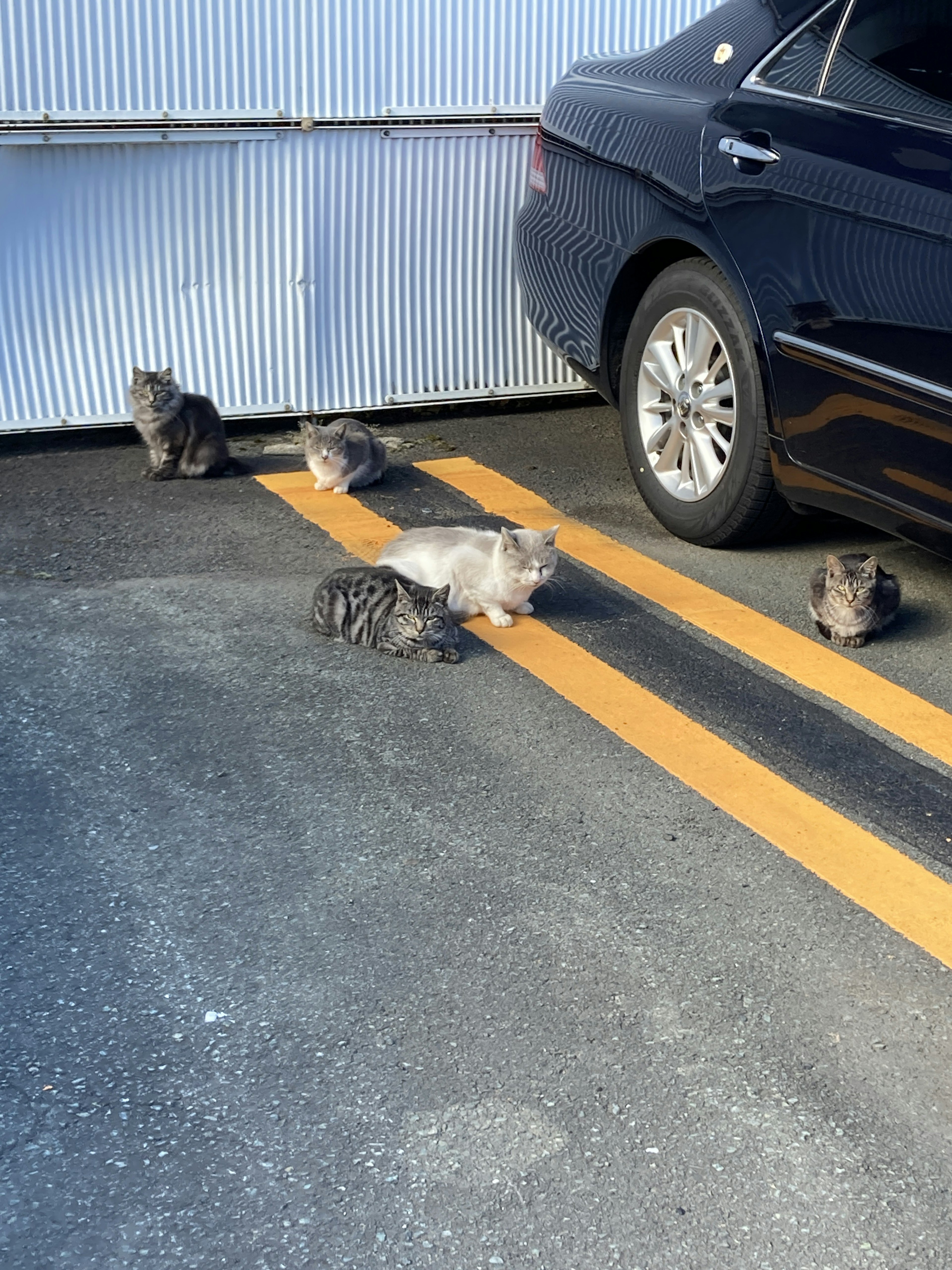 Cats lounging near a parked car on a road