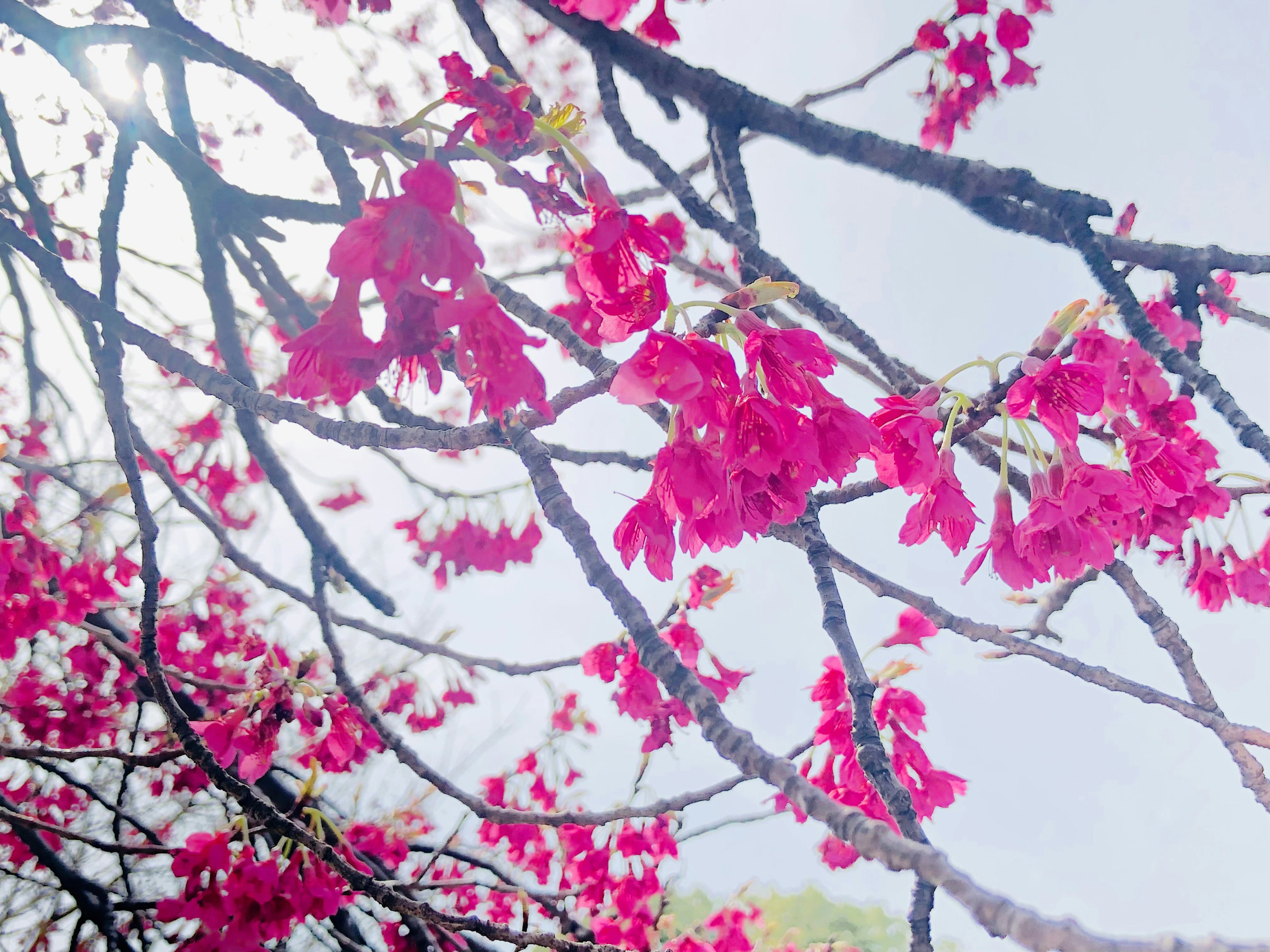 Rami adornati di fiori rosa vivaci contro un cielo blu