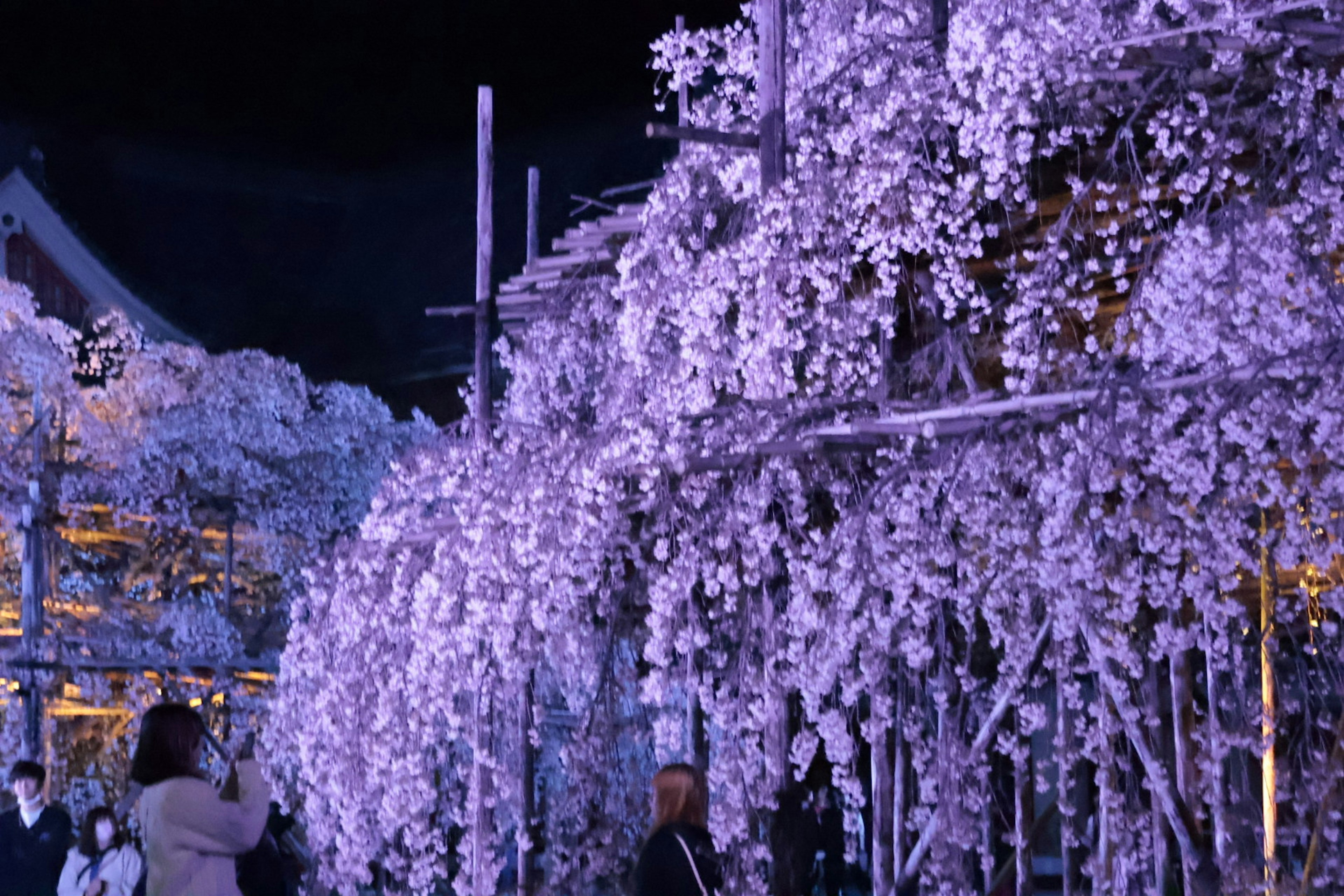 Bella scena di fiori viola che fioriscono sotto il cielo notturno con persone intorno