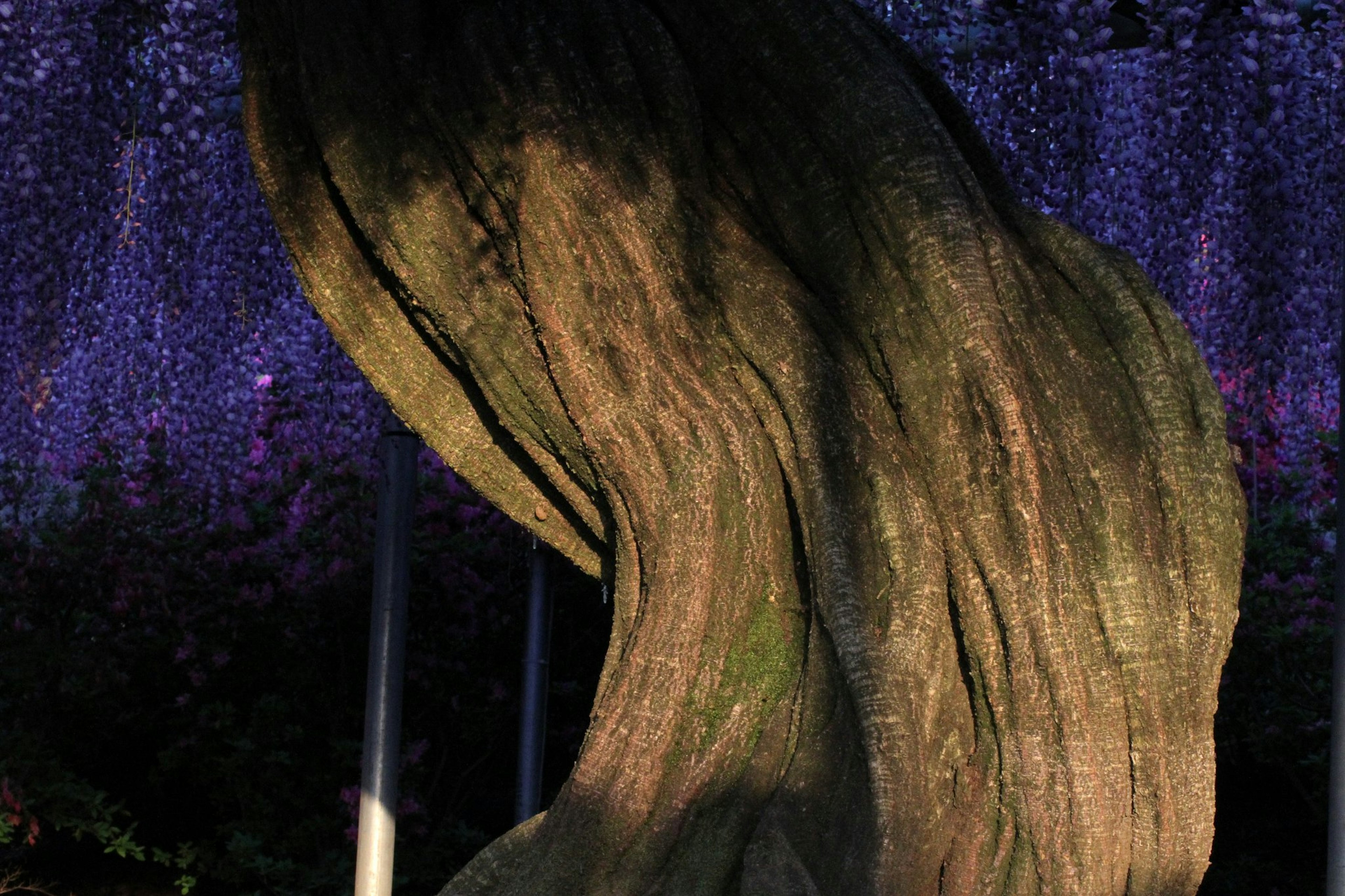 A large wooden sculpture resembling flowing hair against a purple backdrop