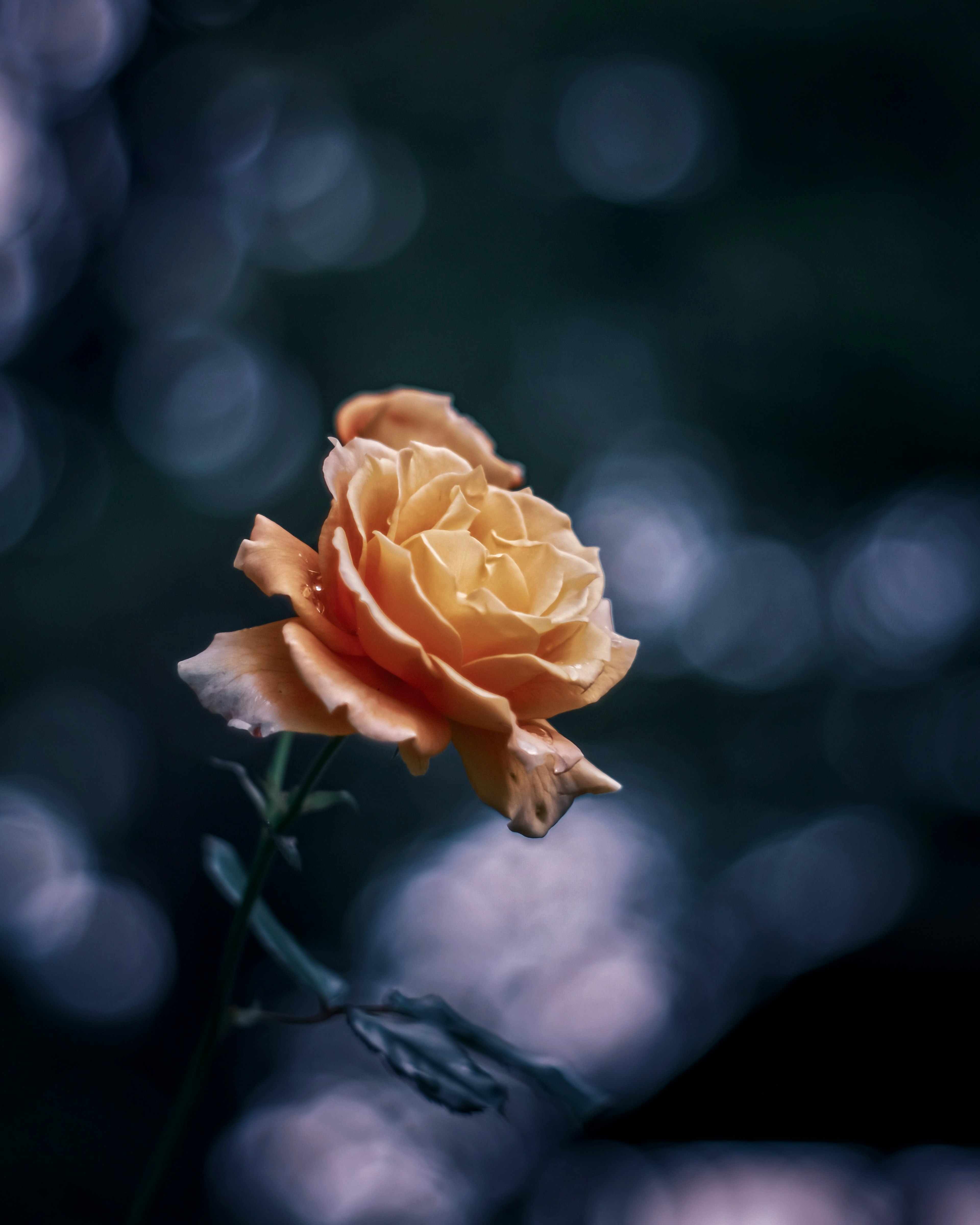 Una rosa arancione chiaro che fiorisce su uno sfondo verde sfocato