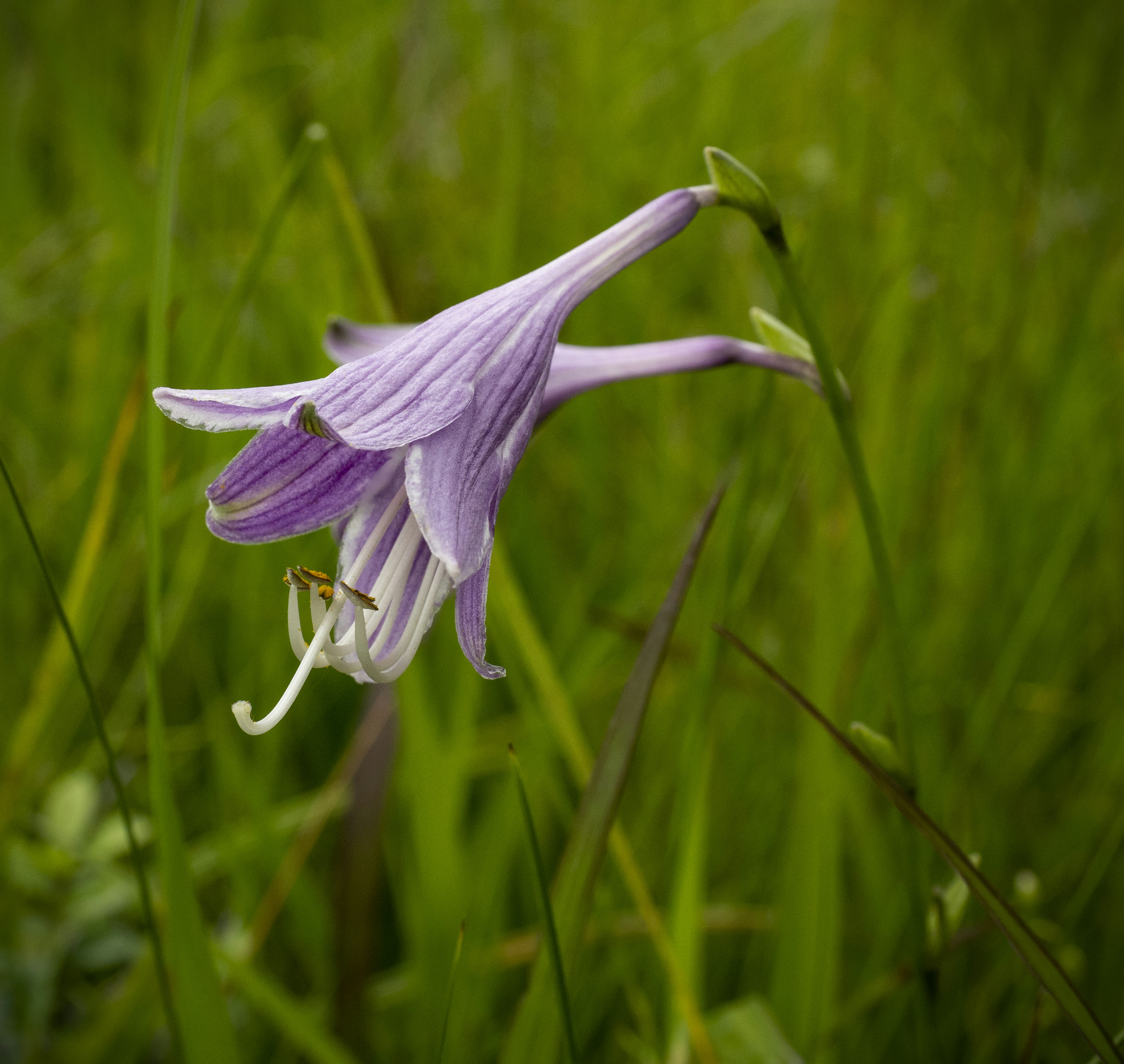 Purple flower blooming among green grass