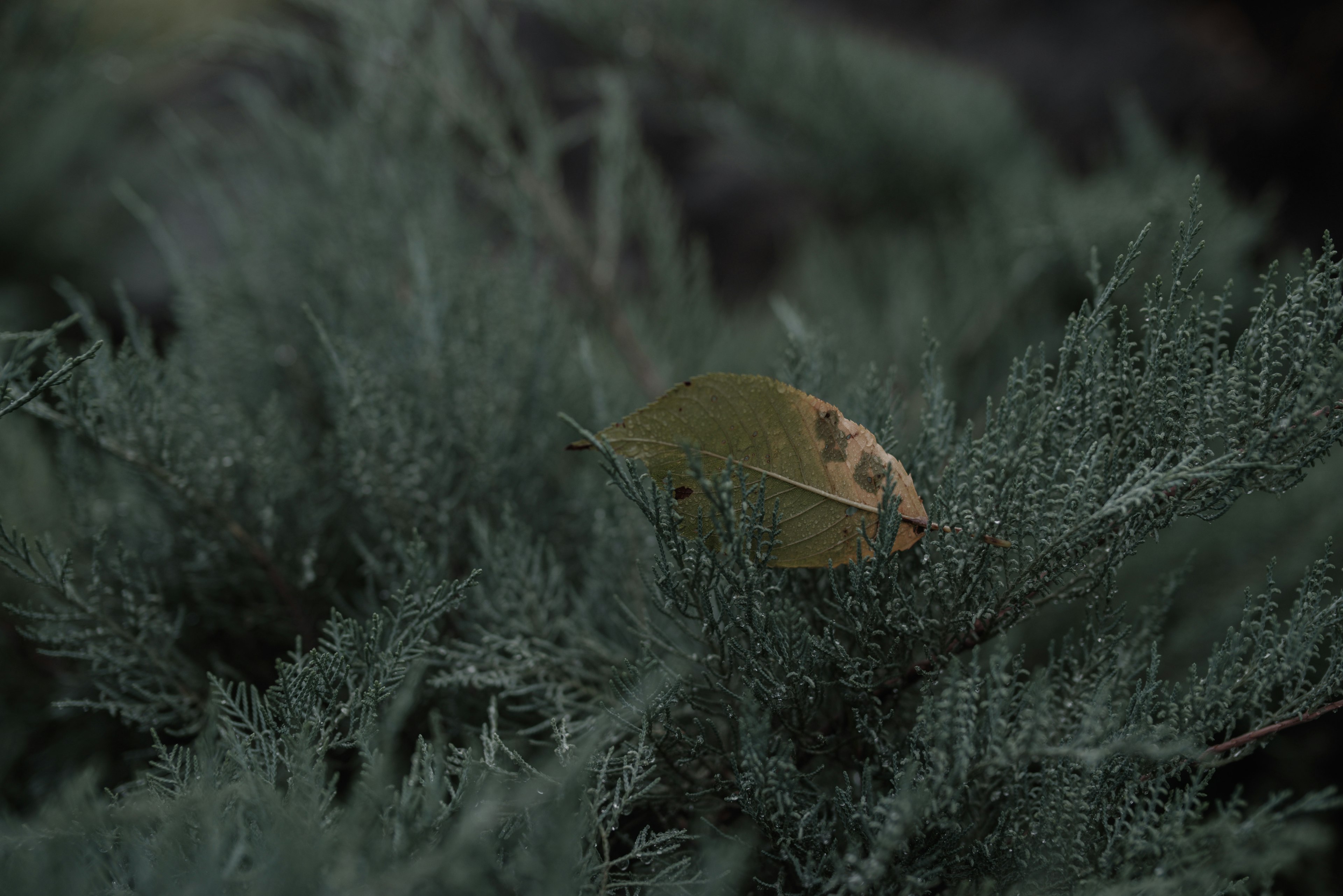 A yellow leaf nestled among dark green foliage