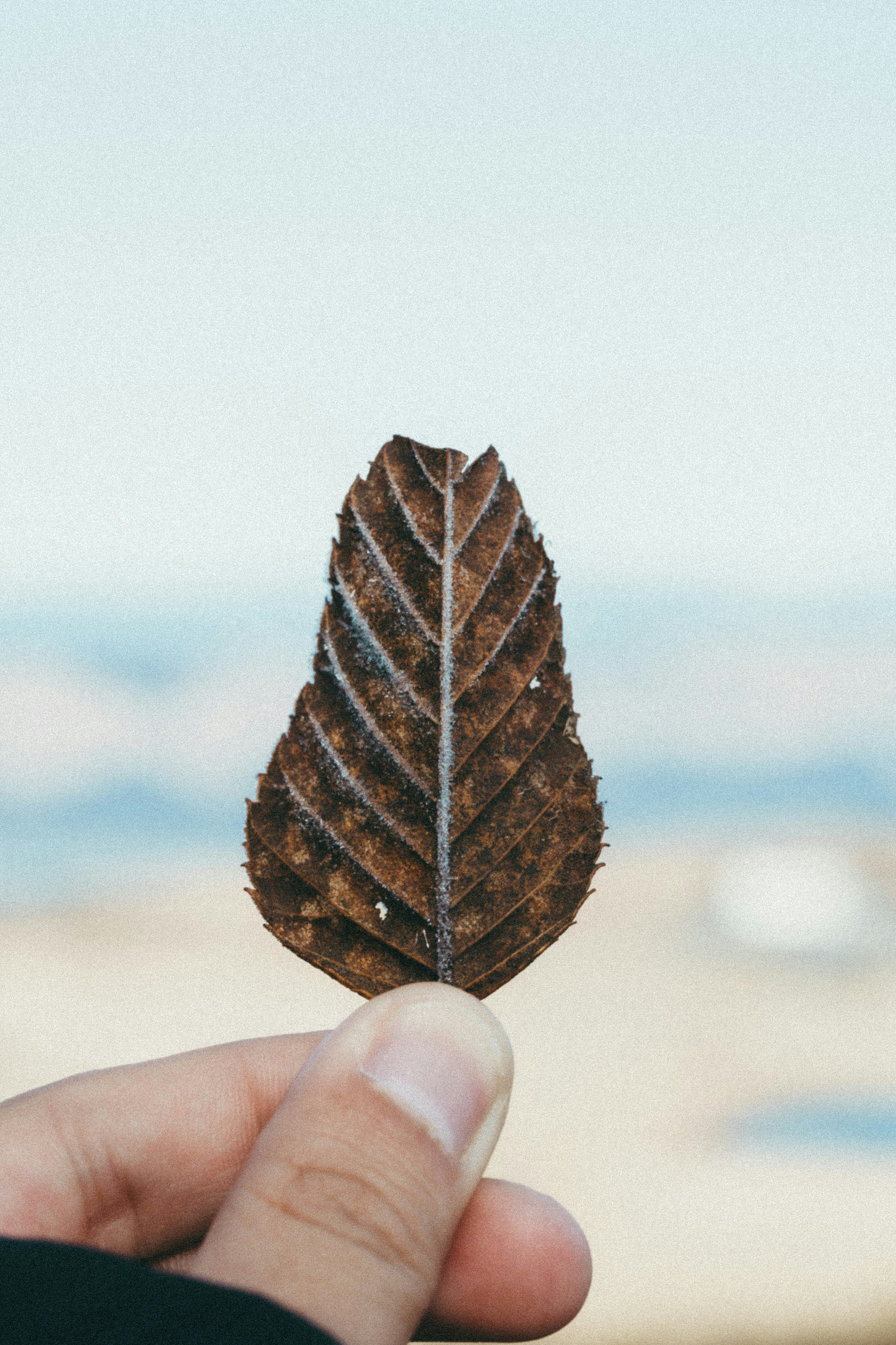 Close-up daun kering yang dipegang di tangan dengan latar belakang kabur langit biru dan gunung jauh