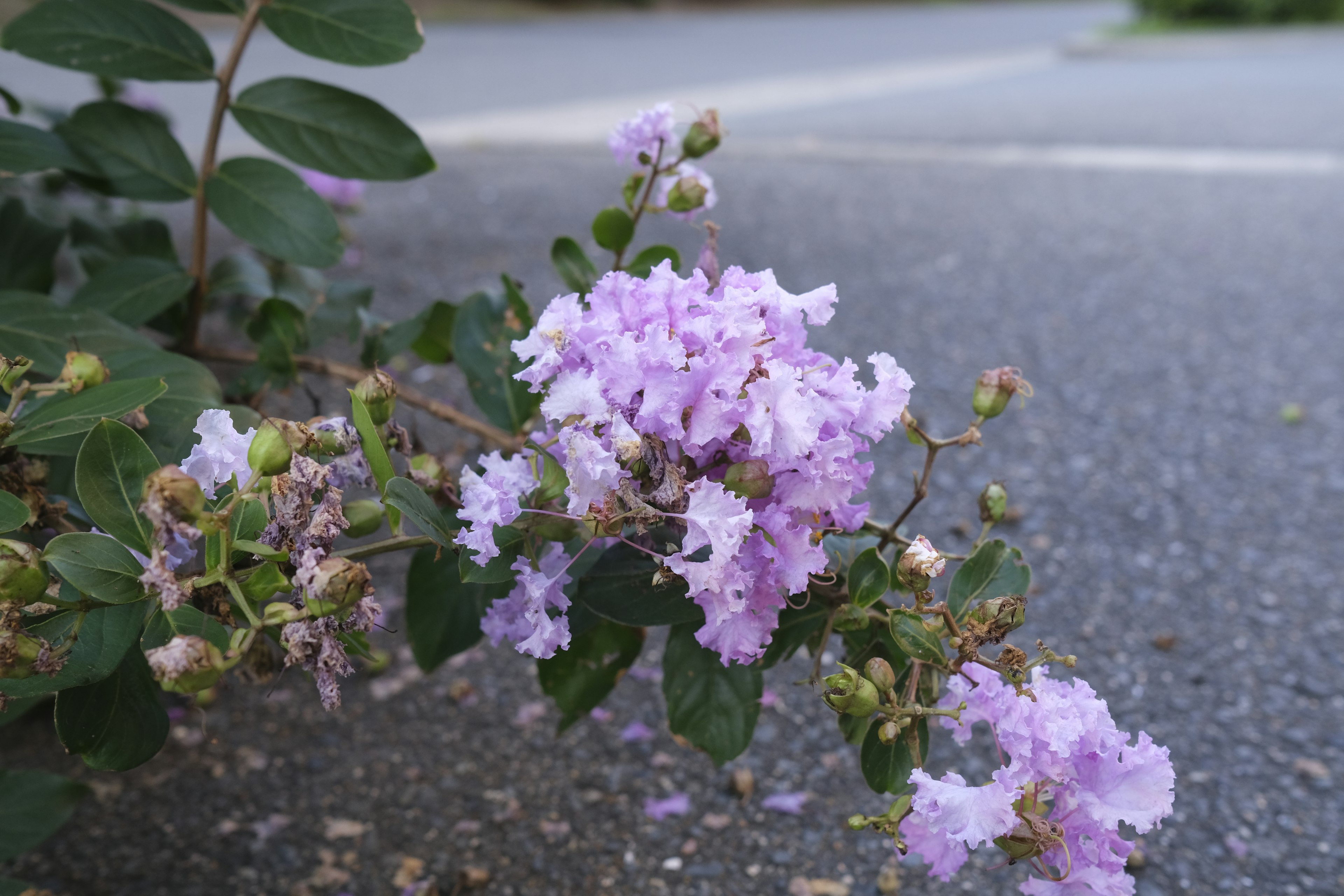 Rama de flores de mirto de crepe de color púrpura claro floreciendo al borde de la carretera