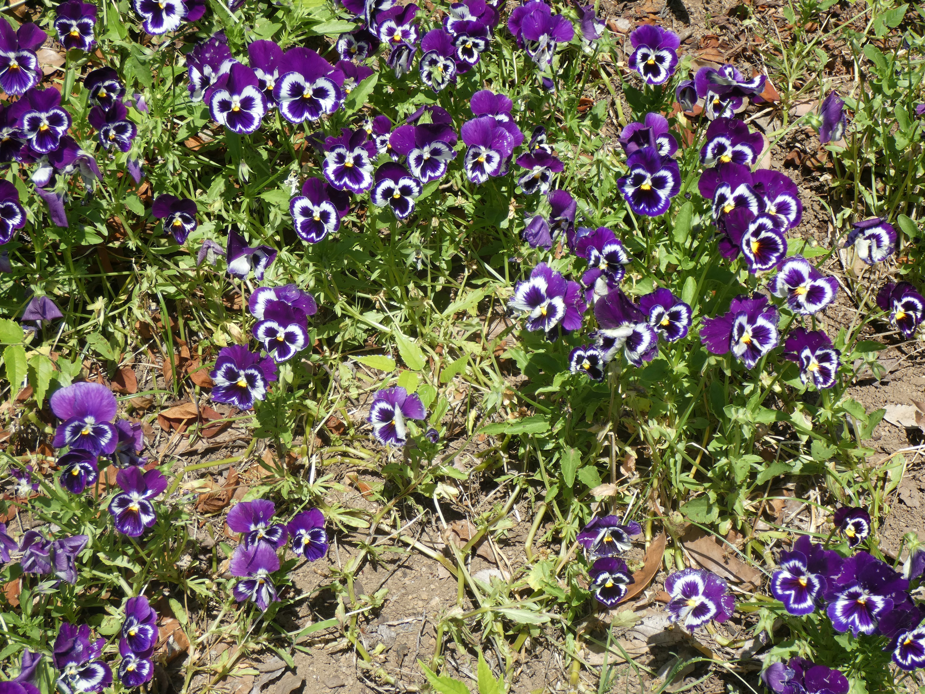 A field of purple pansy flowers in bloom