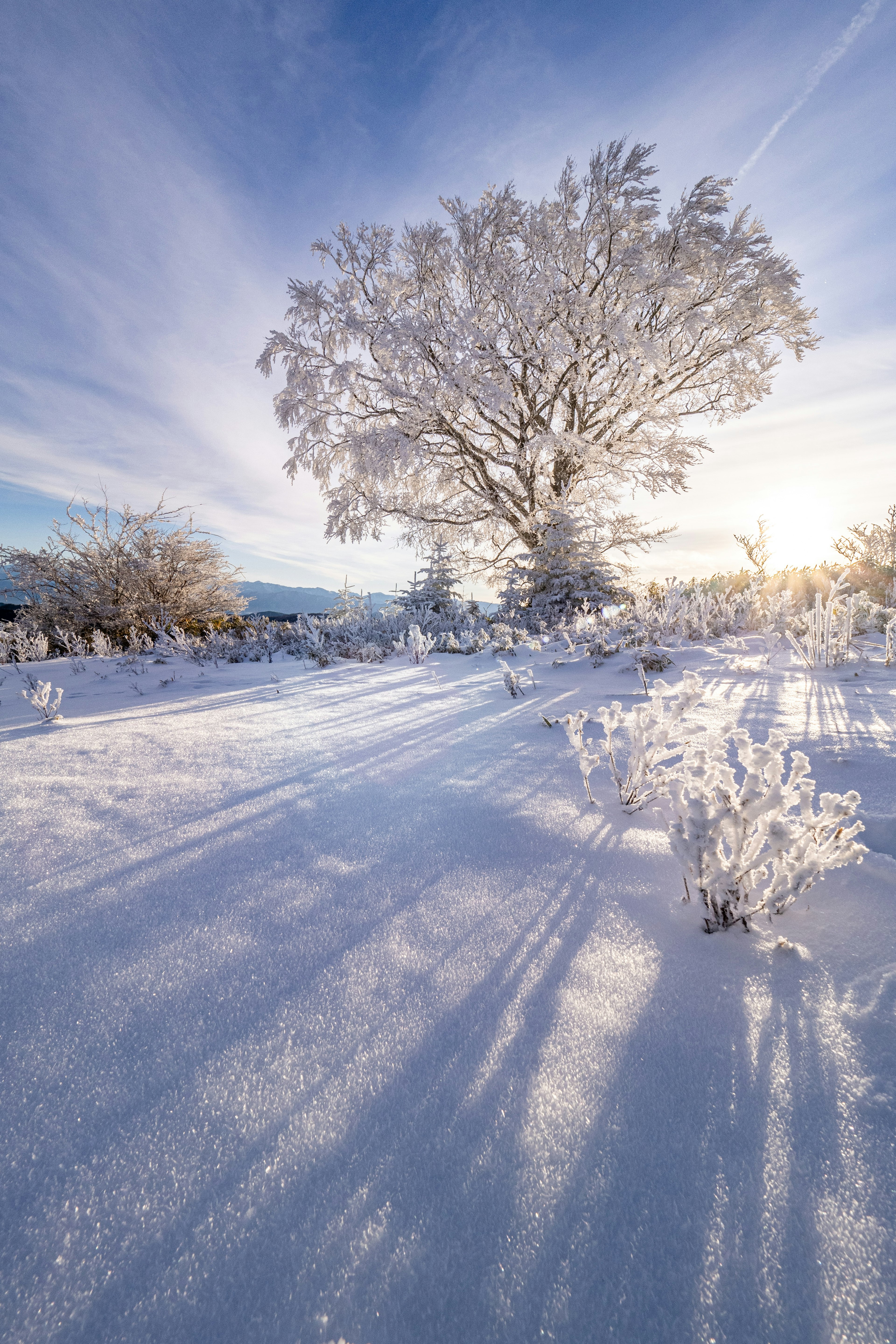 Grand arbre blanc dans un paysage enneigé d'hiver avec de longues ombres