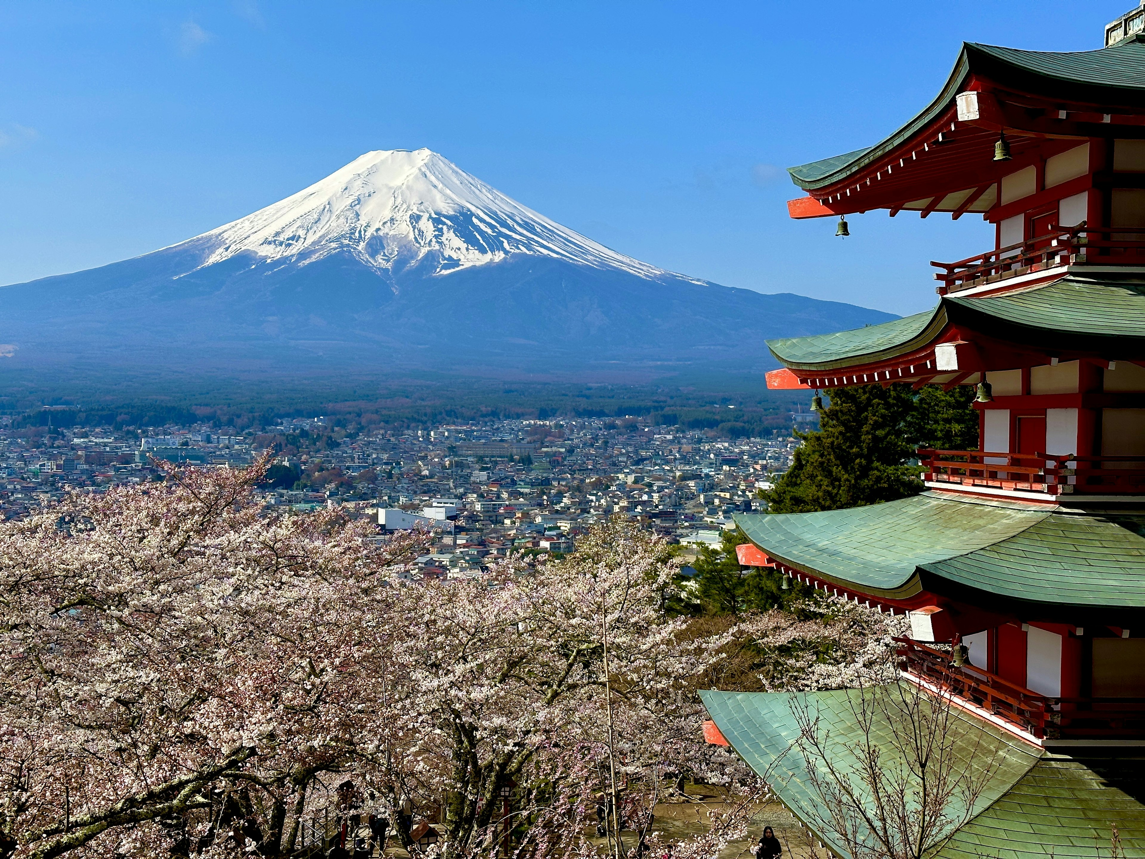 Fleurs de cerisier et pagode avec le mont Fuji en arrière-plan