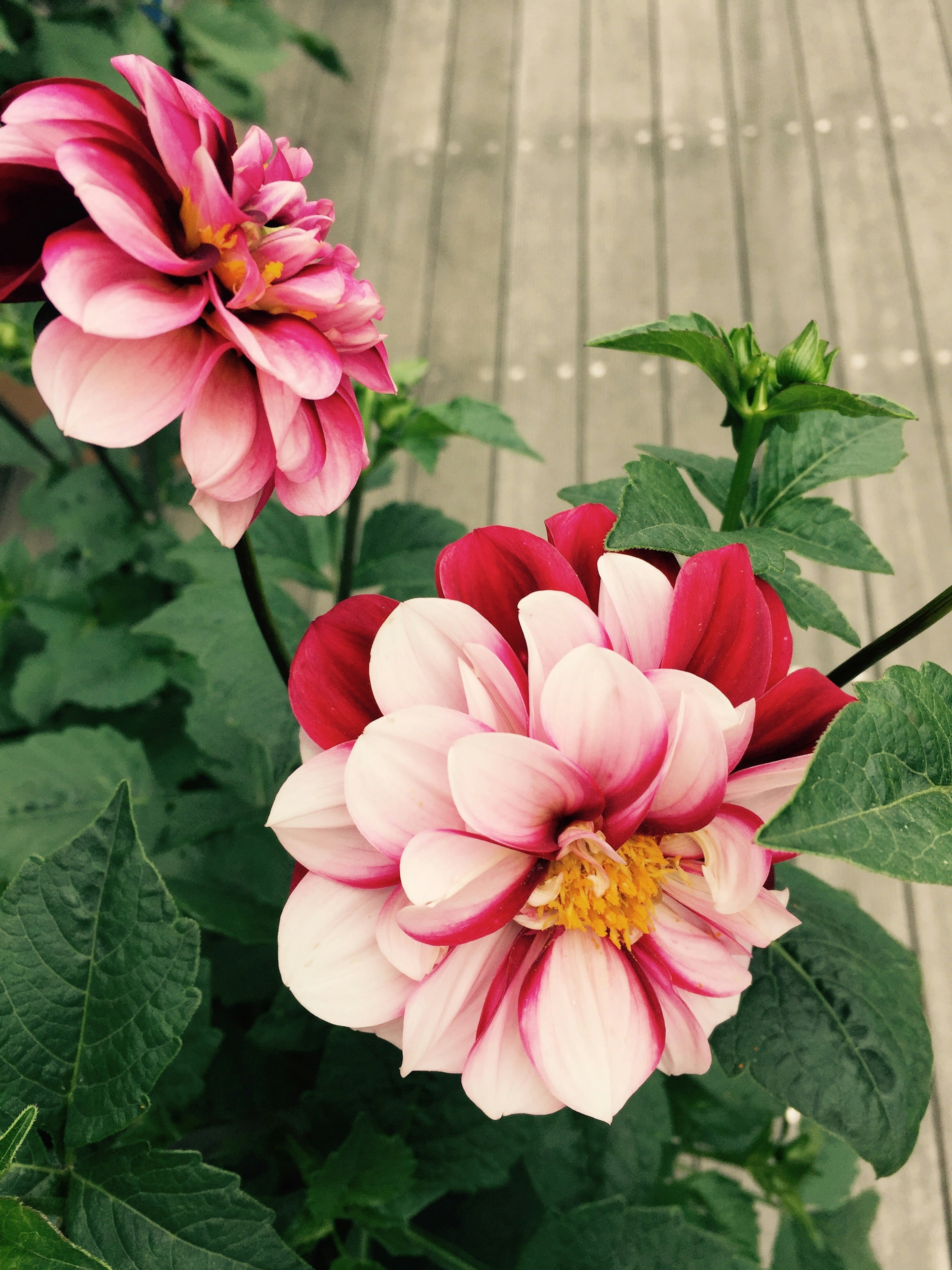 Fleurs de dahlias roses et blancs entourées de feuilles vertes