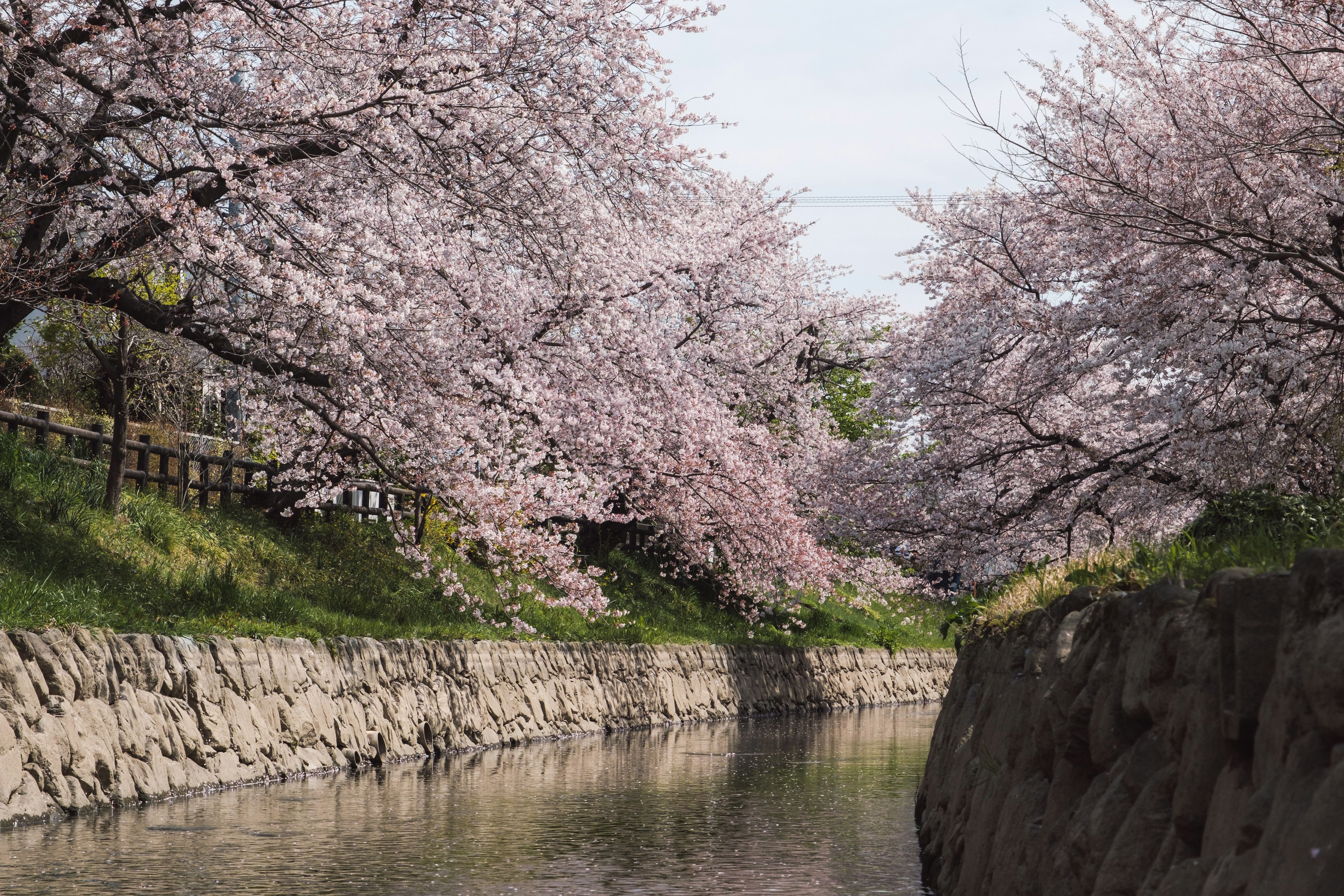 桜の木が川の両側に咲いている風景