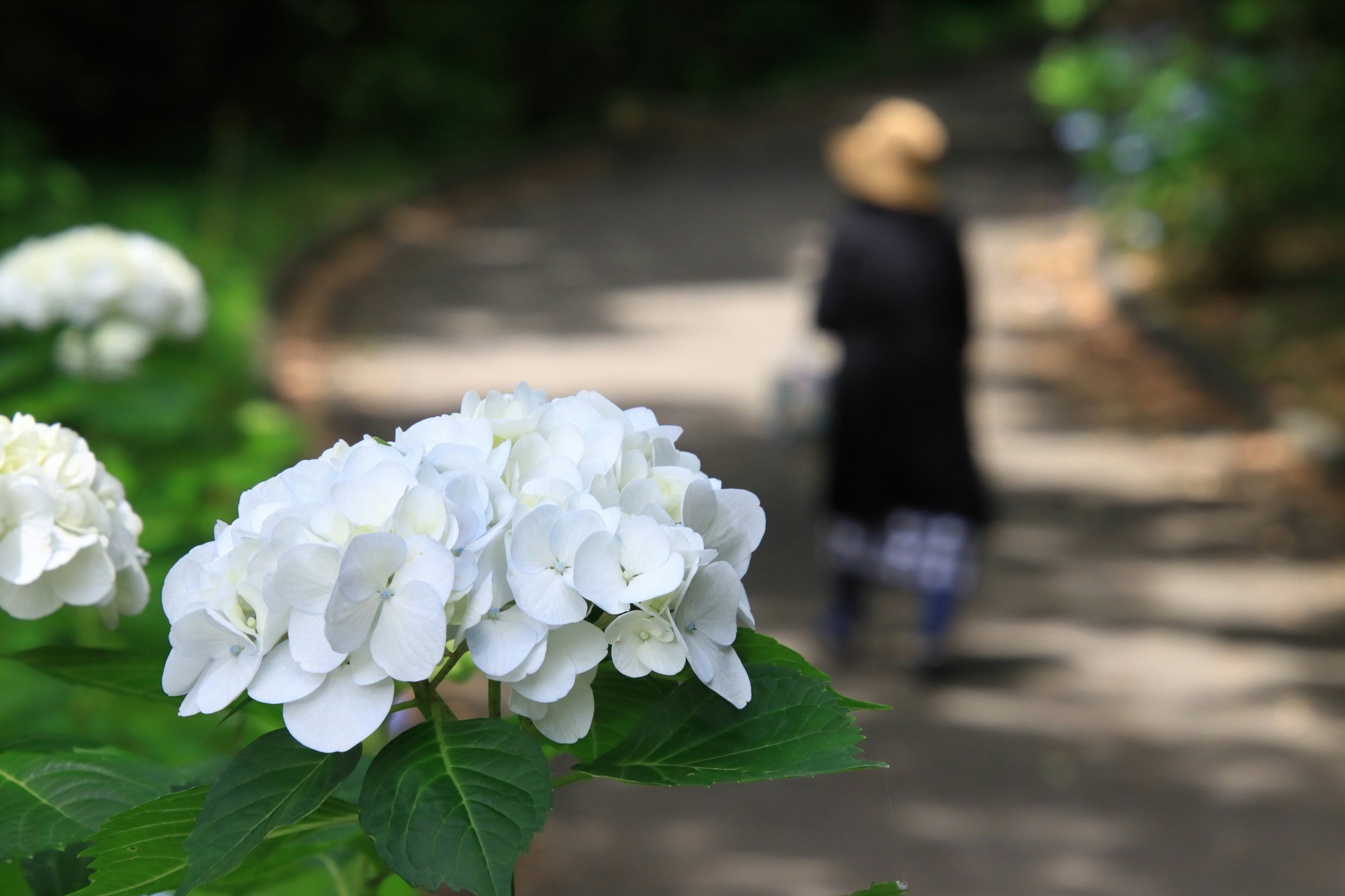 Weiße Hortensienblüten mit einer Person, die im Hintergrund auf einem Weg geht