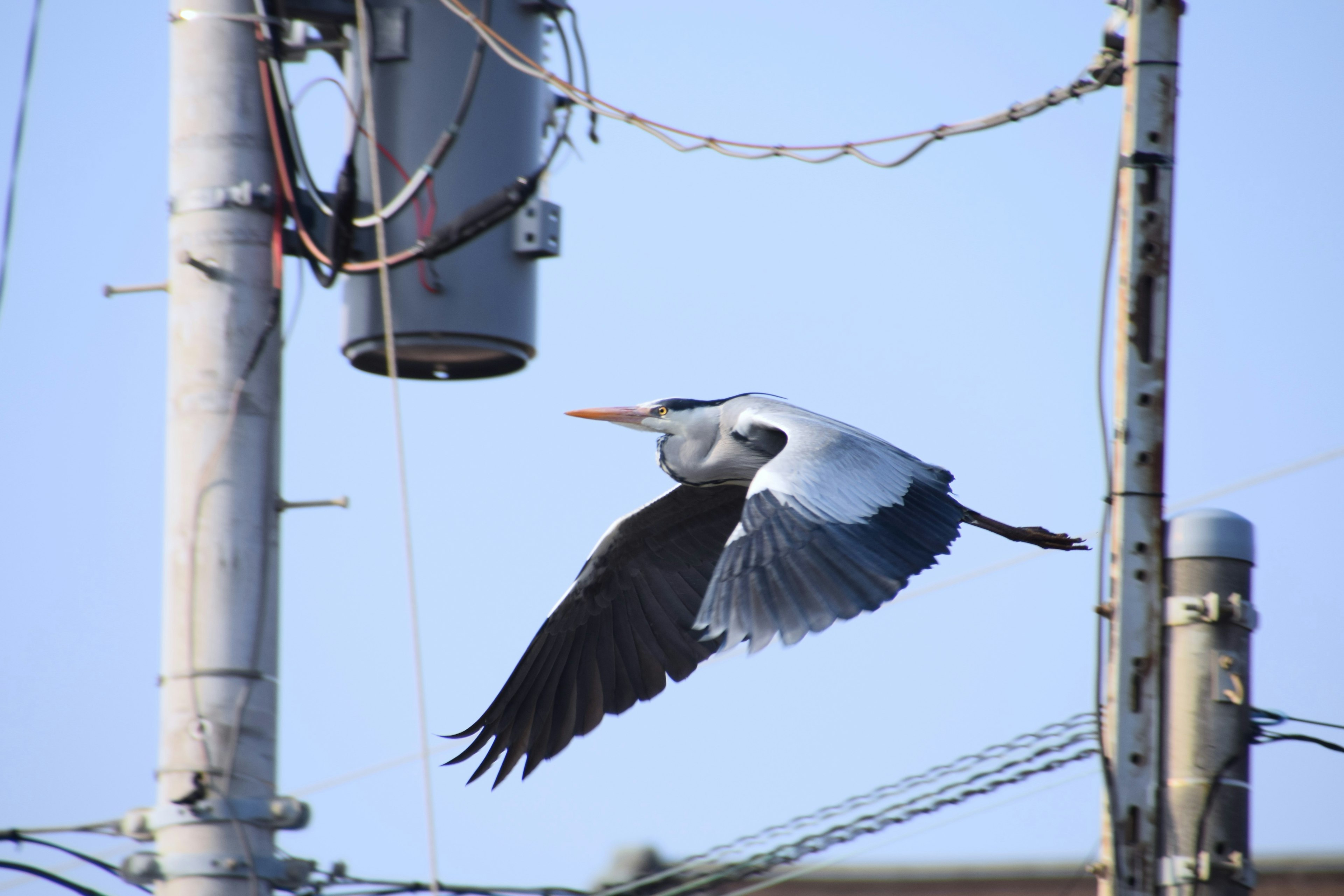 A large bird flying against a blue sky with power poles