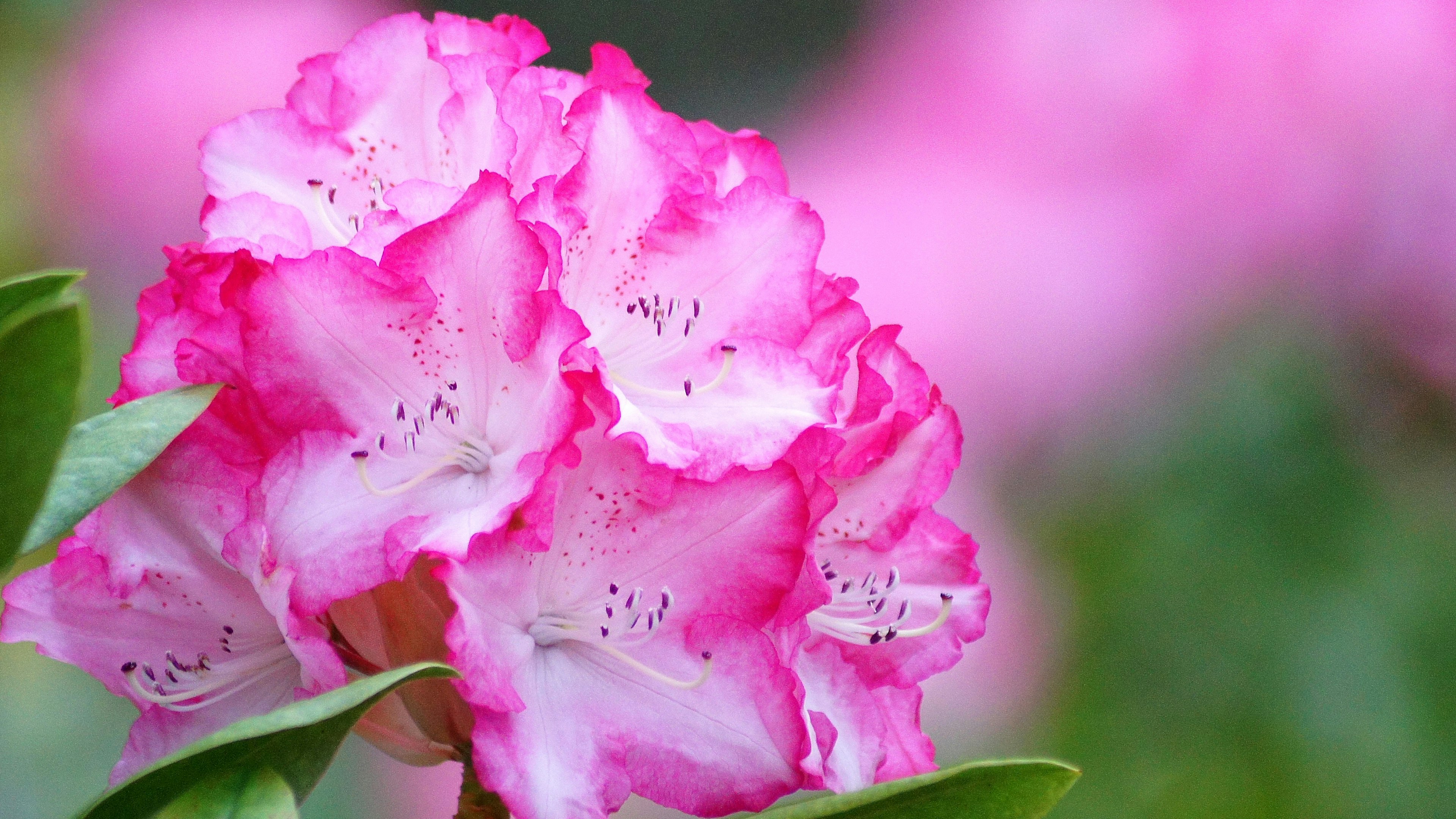 Bunga rododendron pink cerah dengan daun hijau