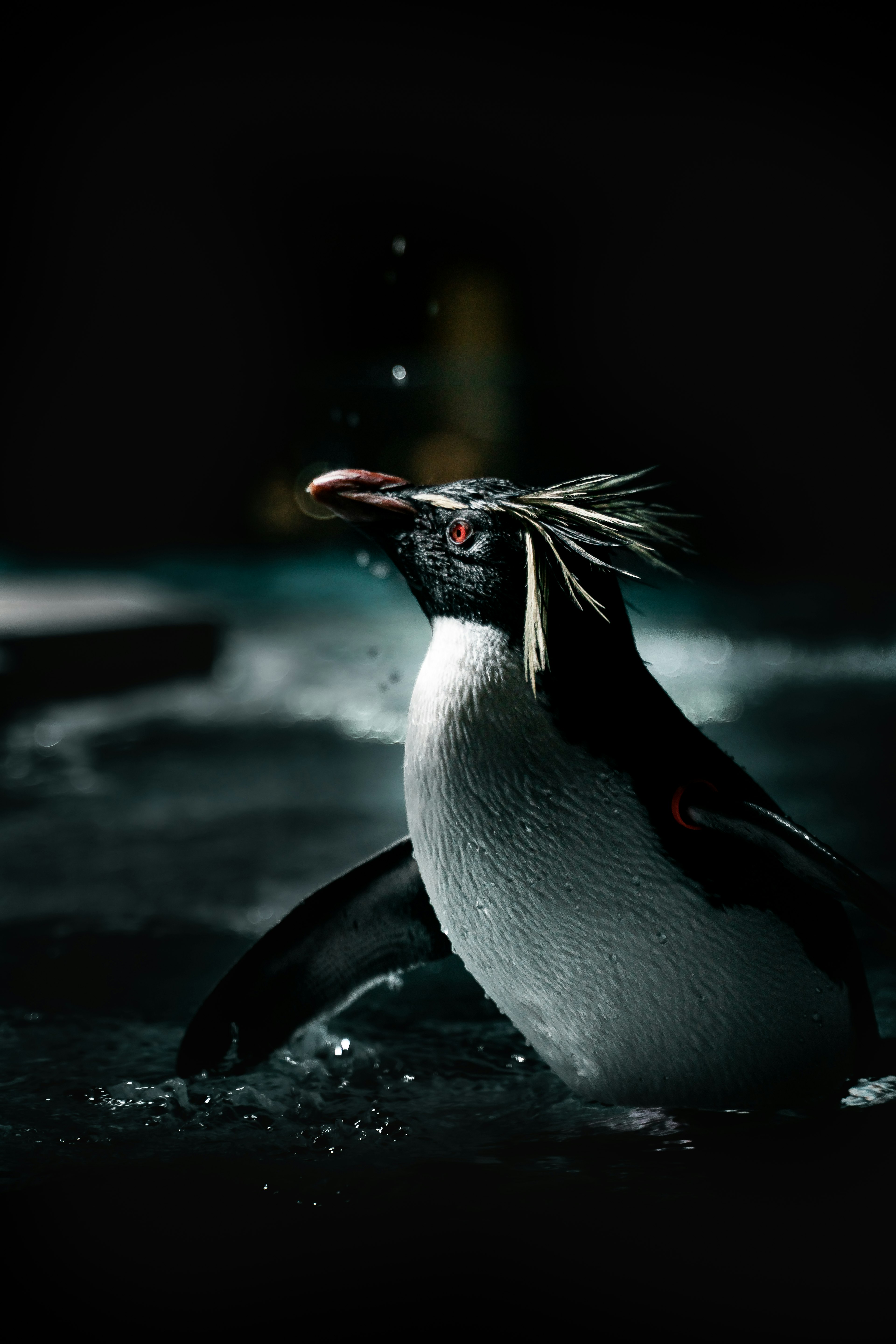 Pingüino nadando en el agua con salpicaduras alrededor