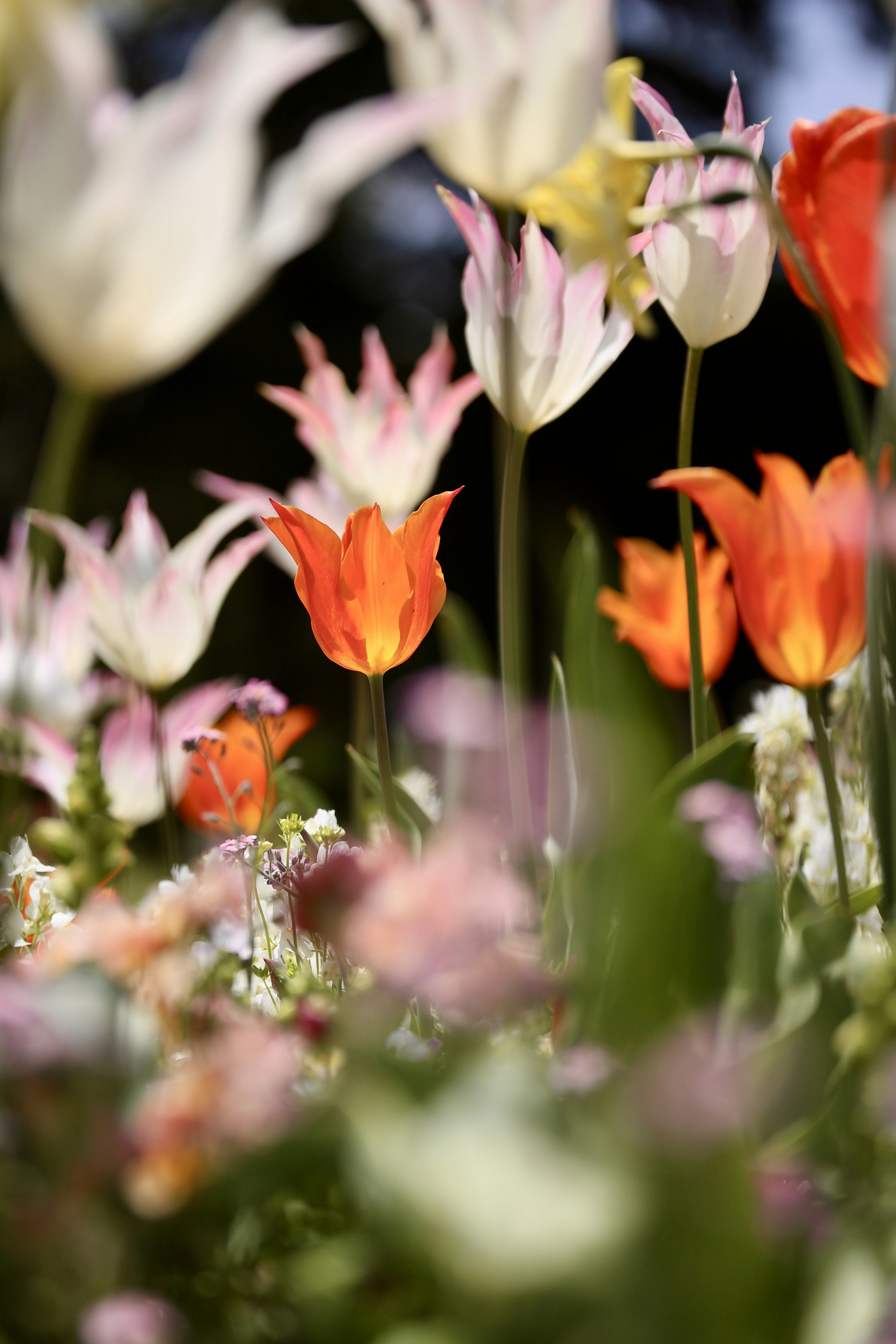 Tulipanes coloridos y flores en plena floración en un hermoso paisaje