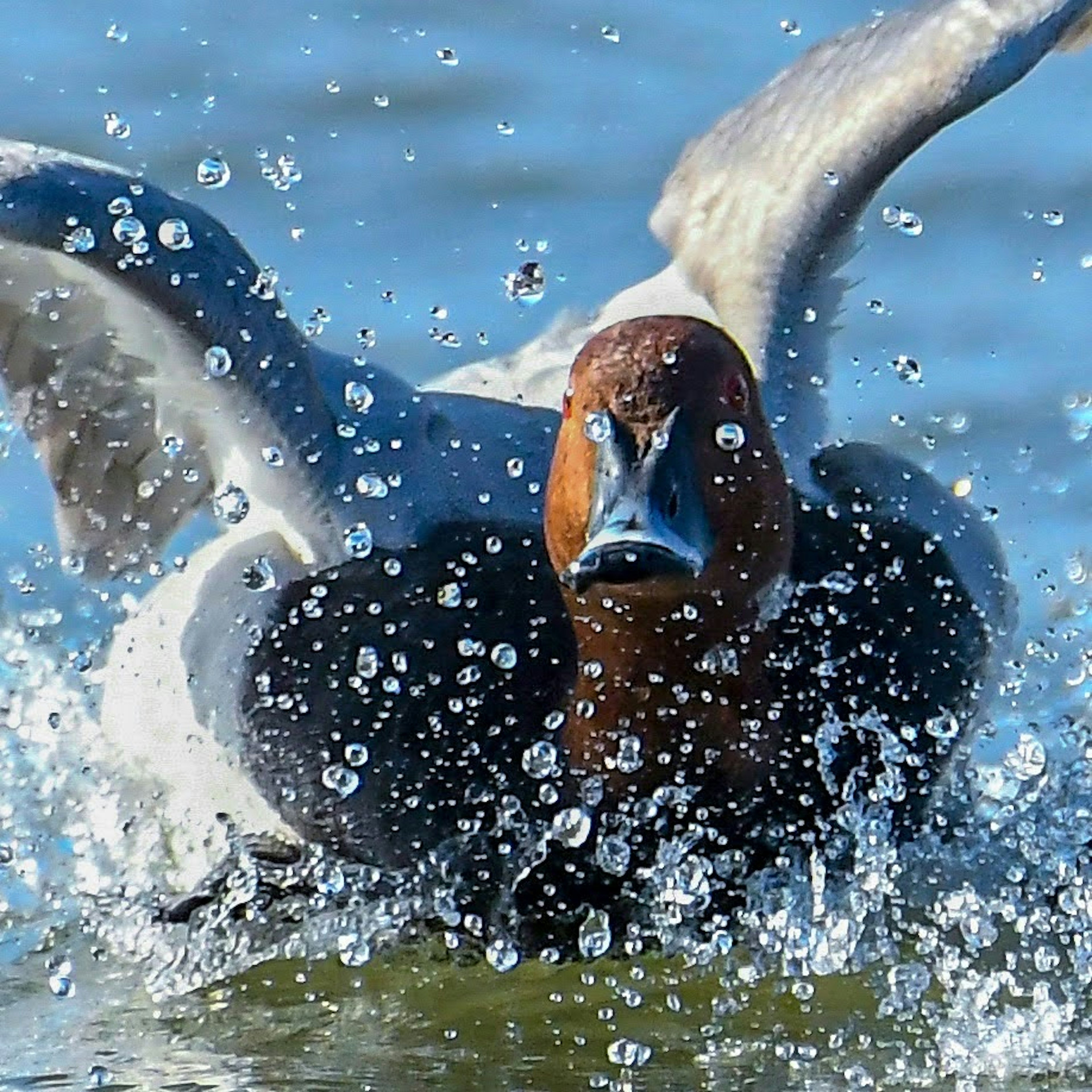 Anatra che schizza sull'acqua con le ali spiegate