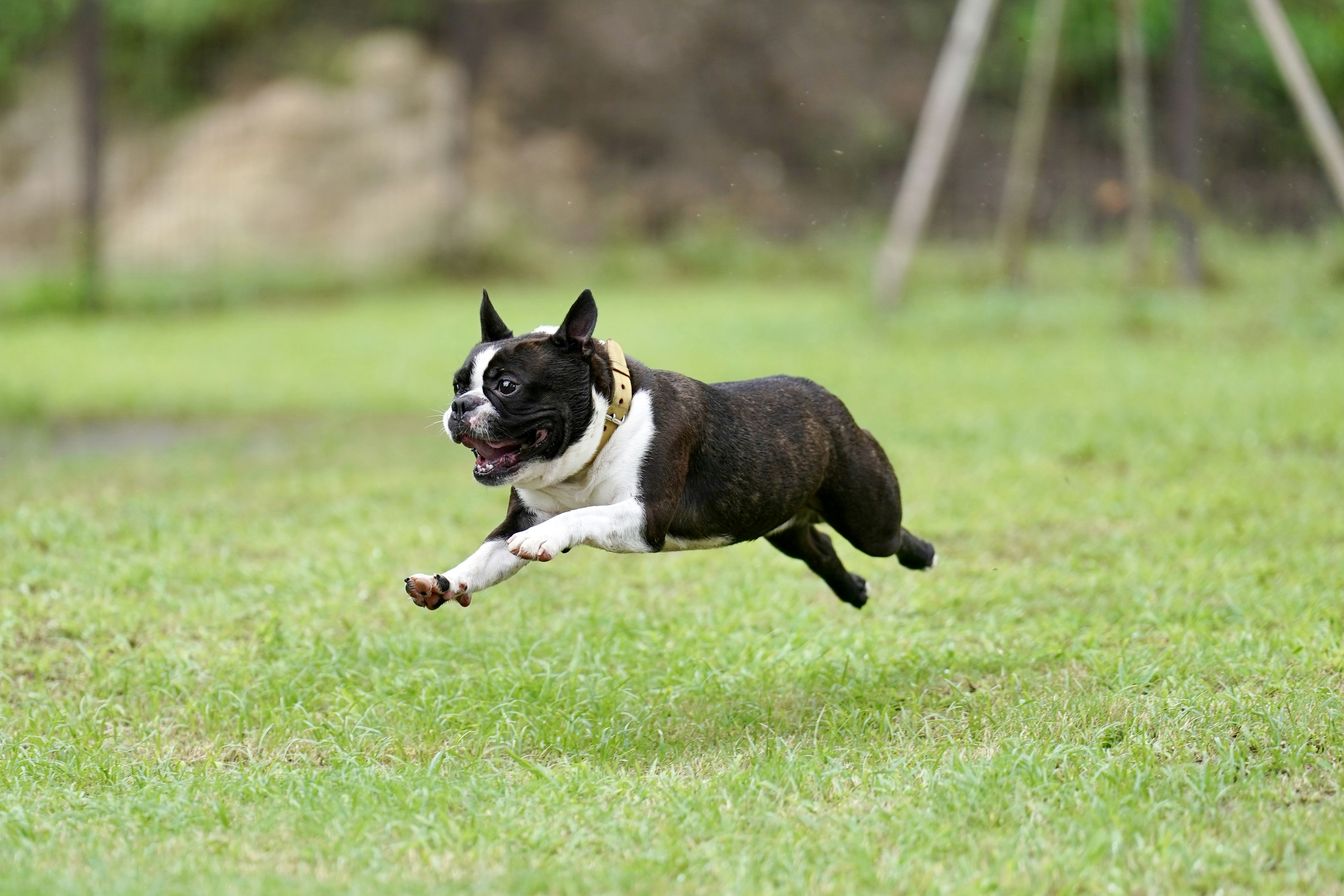 Anjing Boston Terrier berlari di taman