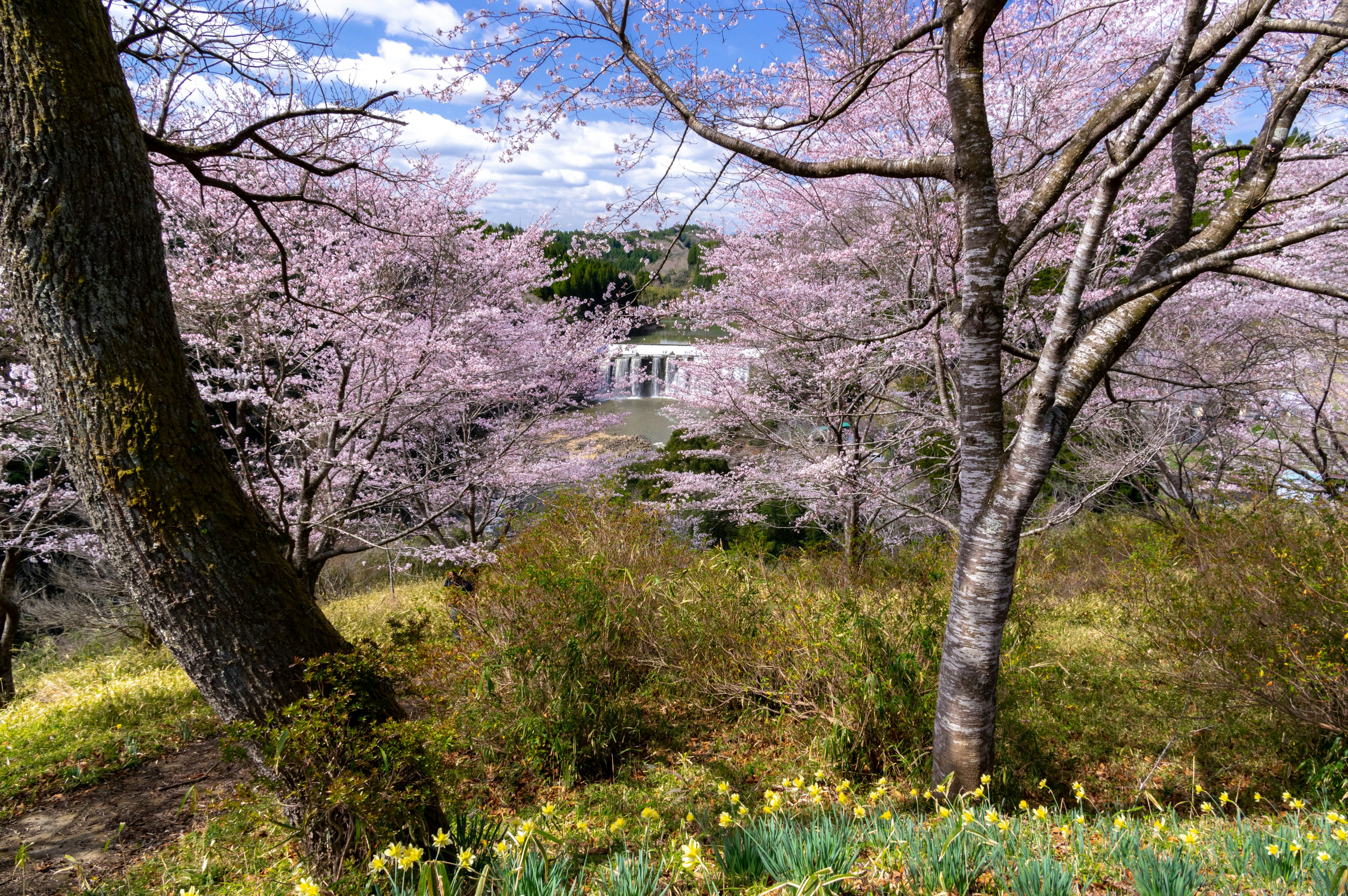 A landscape featuring cherry blossom trees and green grass