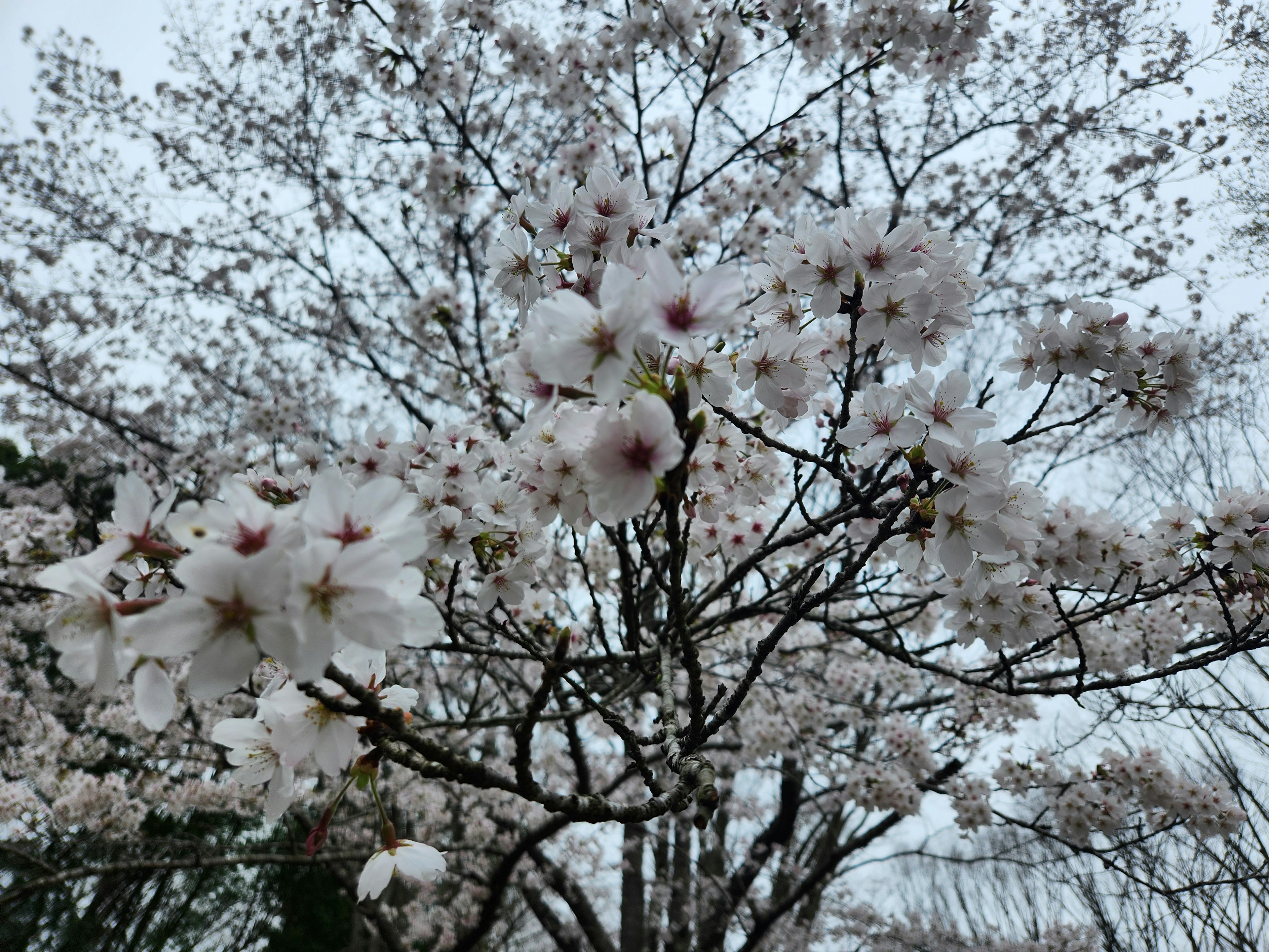 Primo piano di un albero di ciliegio in fiore