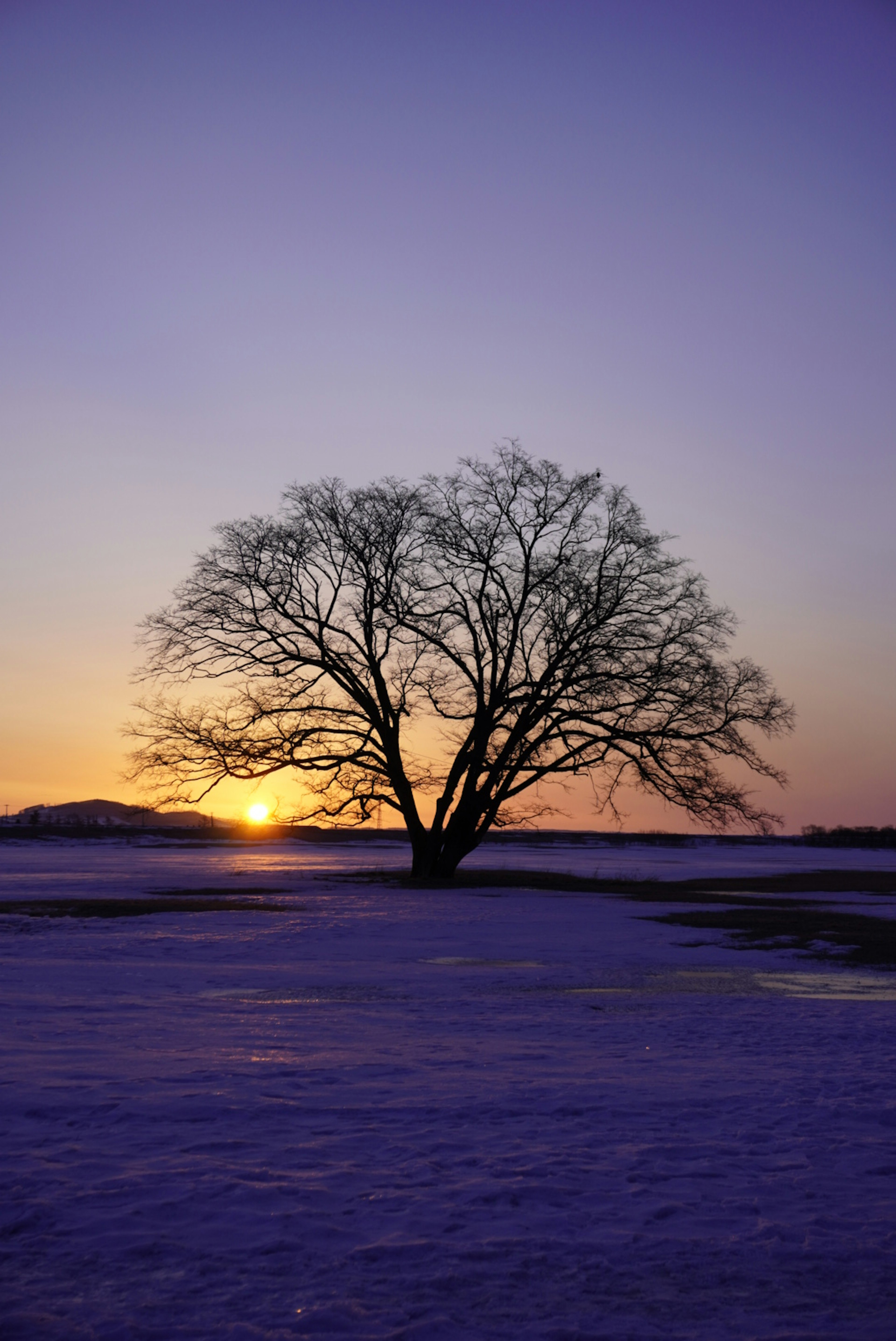 Ein großer Baum auf Schnee mit einem schönen Sonnenuntergang im Hintergrund